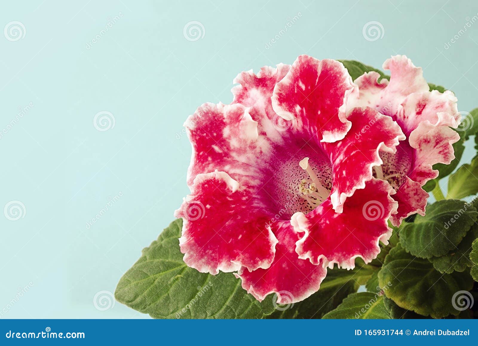 Flor Gloxinia En Un Fondo De Tonos Pastel Azules La Flor De Gloxinia En Una  Olla Florece En Un Bello Color Rosa Foto de archivo - Imagen de florista,  travieso: 165931744