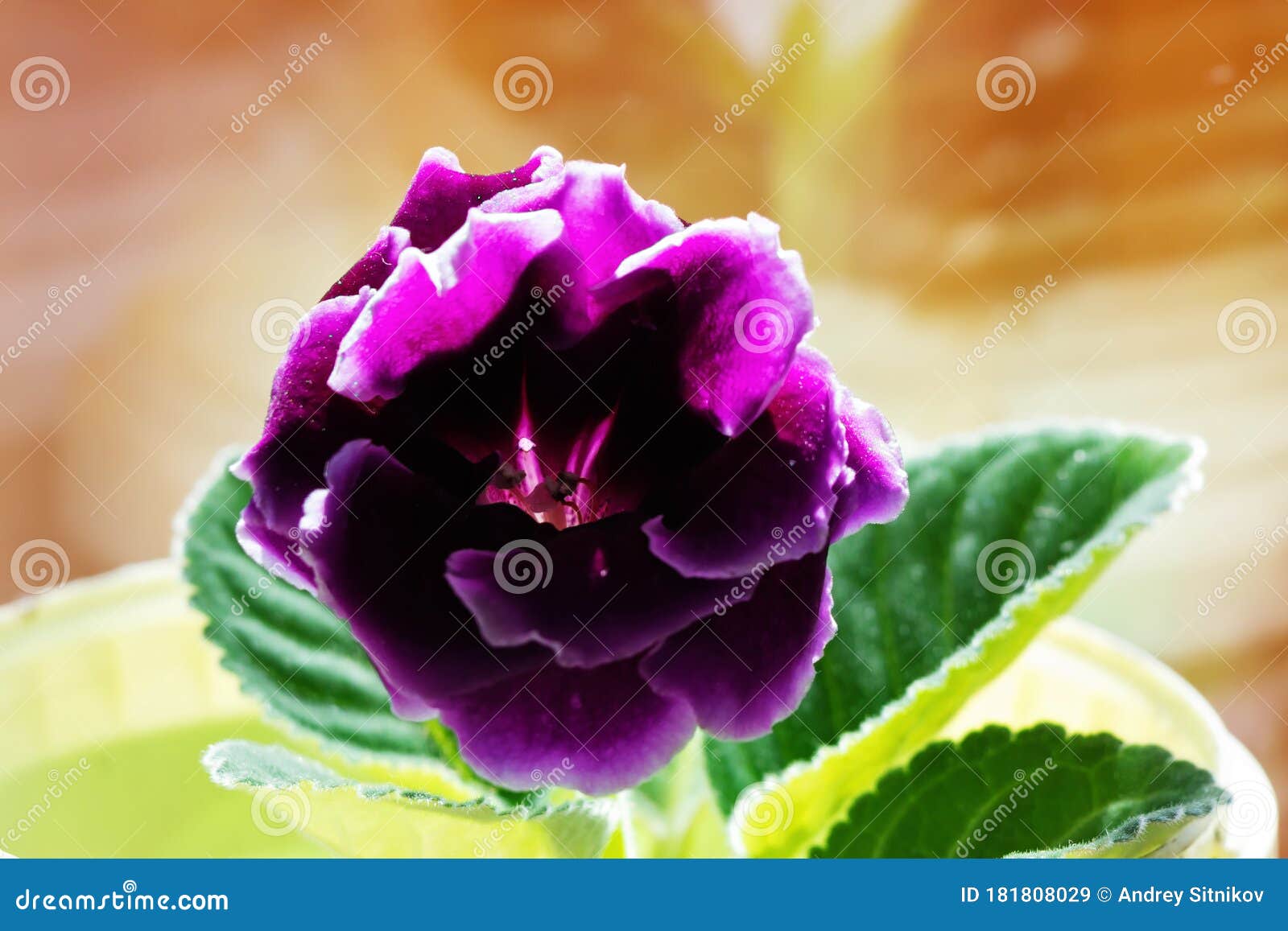 Flor gloxinia floreciente imagen de archivo. Imagen de flor - 181808029