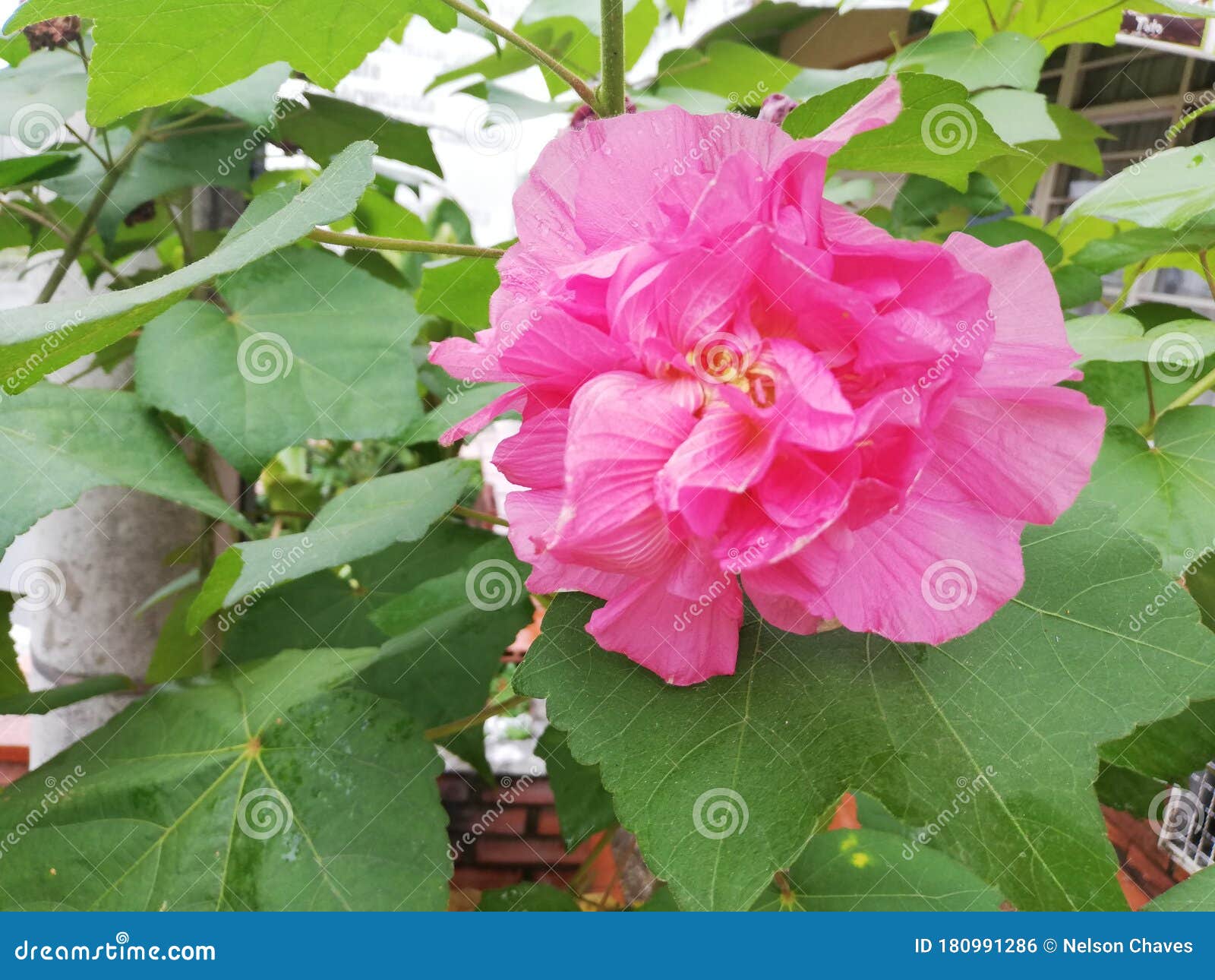 hermosa flor de color rosado