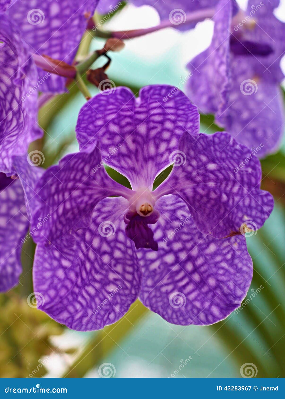 Flor Grande De La Orquídea Violeta Imagen de archivo - Imagen de balneario,  elegante: 43283967