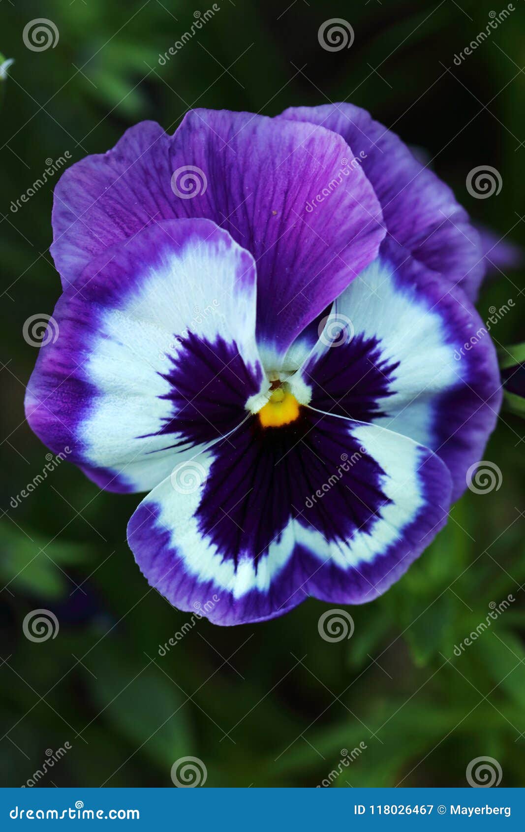 Flor Grande De La Viola Violeta Azul-y-blanca Con El Corazón Amarillo  Imagen de archivo - Imagen de primer, colores: 118026467