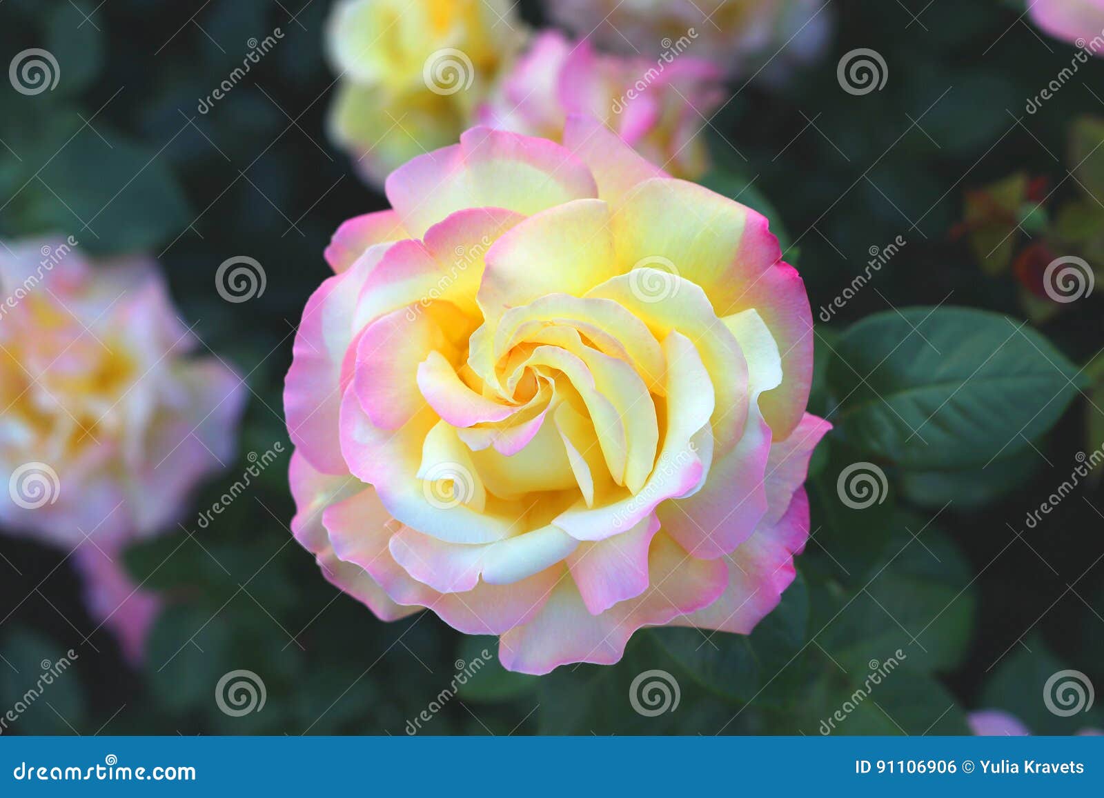 Flor Grande Del Té Rose Macro Bokeh Fondo Natural Foto de archivo - Imagen  de arbusto, flor: 91106906