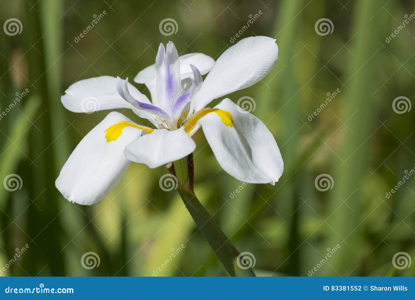 Flor Grandiflora De Dietes, Iris Salvaje Grande, Iris De Hadas Foto de archivo - Imagen de salvaje, grande: 83381552 Flor Grandiflora De Dietes, Iris Salvaje Grande, Iris De Hadas Foto de archivo - Imagen de salvaje, grande: 83381552
