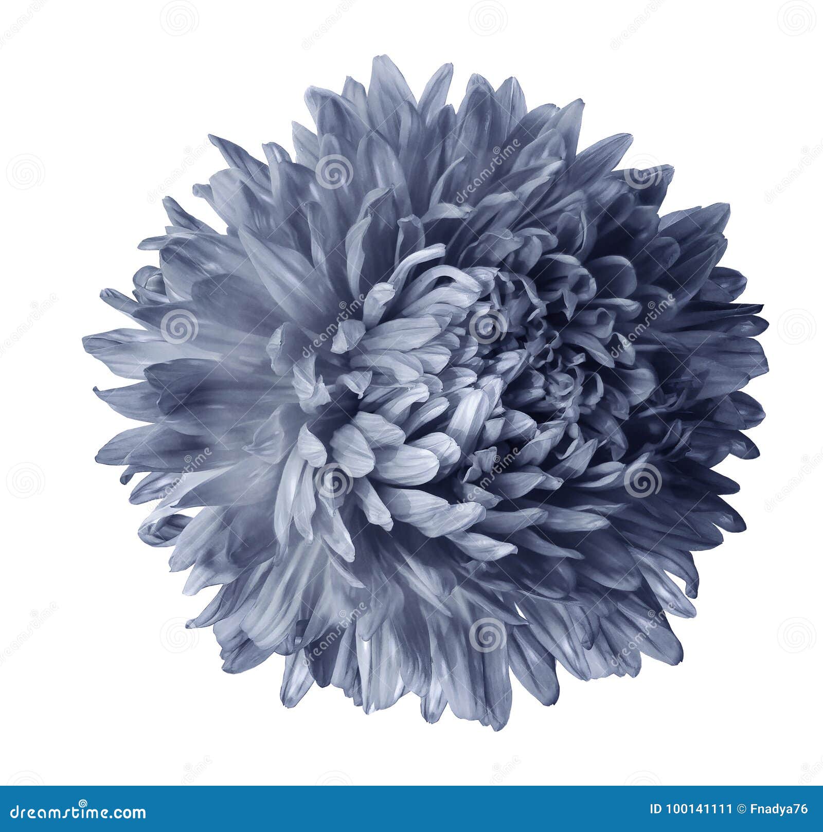 Flor Gris Del Aster Aislada En El Fondo Blanco Con La Trayectoria De Recortes Primer Ningunas Sombras Imagen de archivo - Imagen de abigarrado, flor: 100141111 Flor Gris Del Aster Aislada En El Fondo Blanco Con La Trayectoria De Recortes Primer Ningunas Sombras Imagen de archivo - Imagen de abigarrado, flor: 100141111