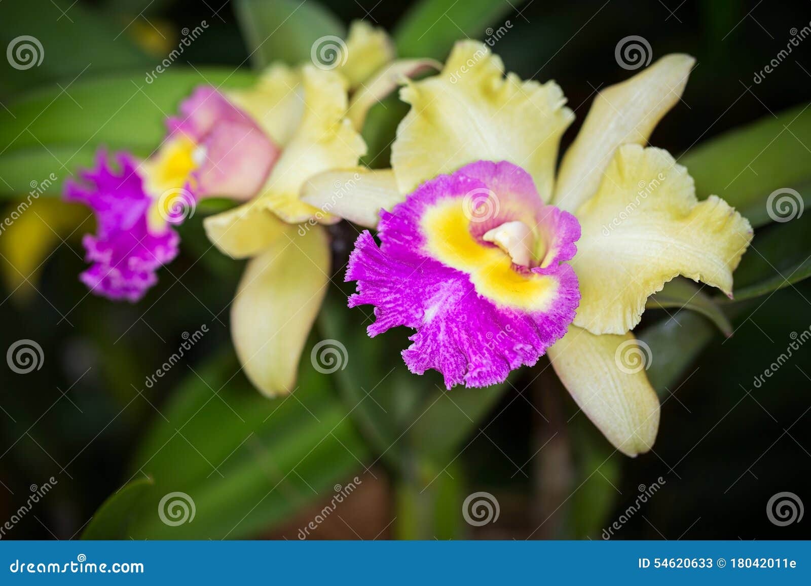 Flor Híbrida Amarela E Roxa Da Orquídea De Cattleya, Fim Acima, Selec  Imagem de Stock - Imagem de naughty, foco: 54620633