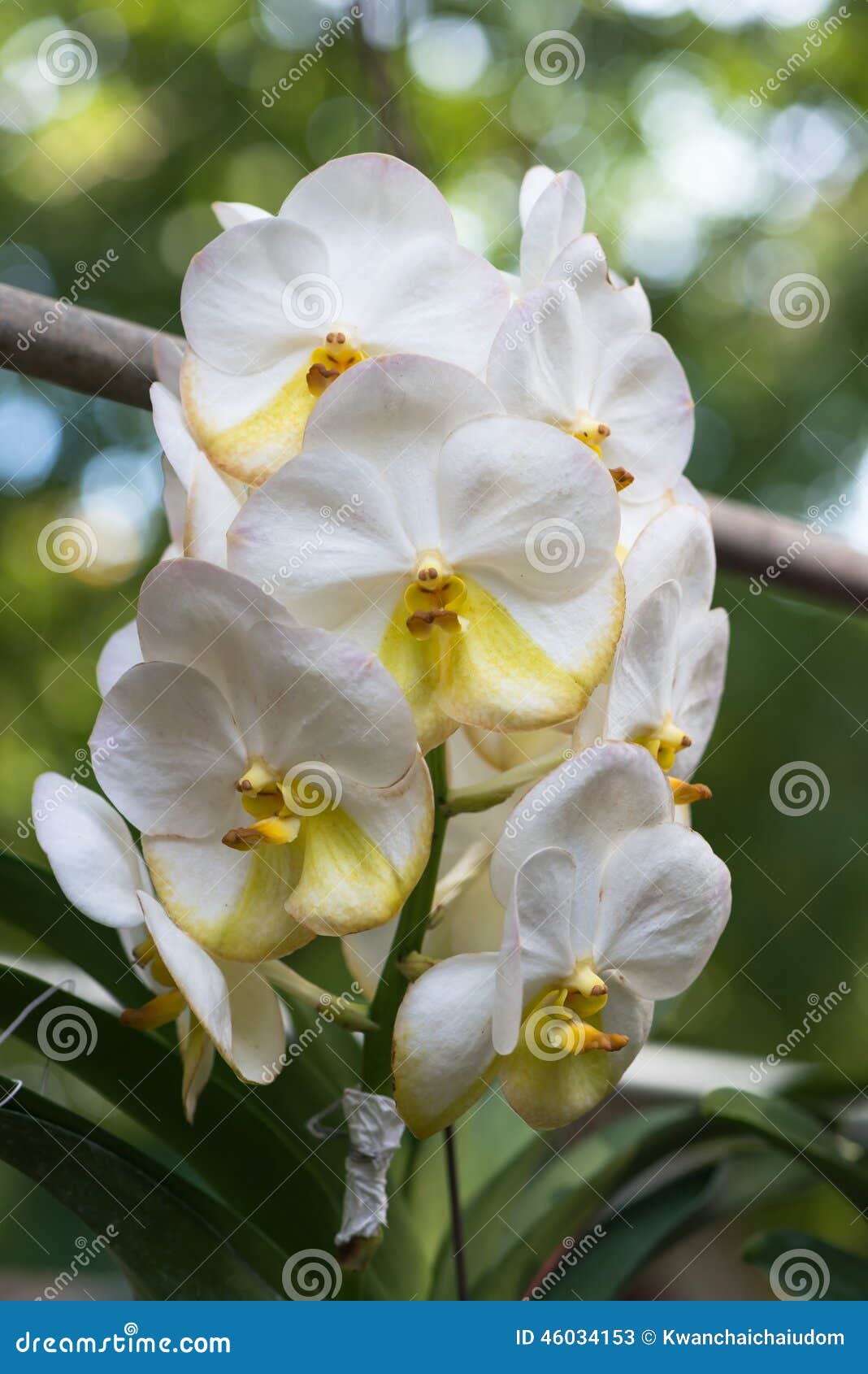 Flor Híbrida Branca Da Orquídea De Vanda Imagem de Stock - Imagem de roxo,  beleza: 46034153