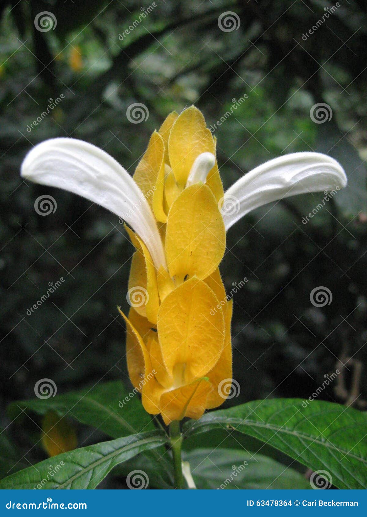 Flor havaiana amarela foto de stock. Imagem de pétalas - 63478364