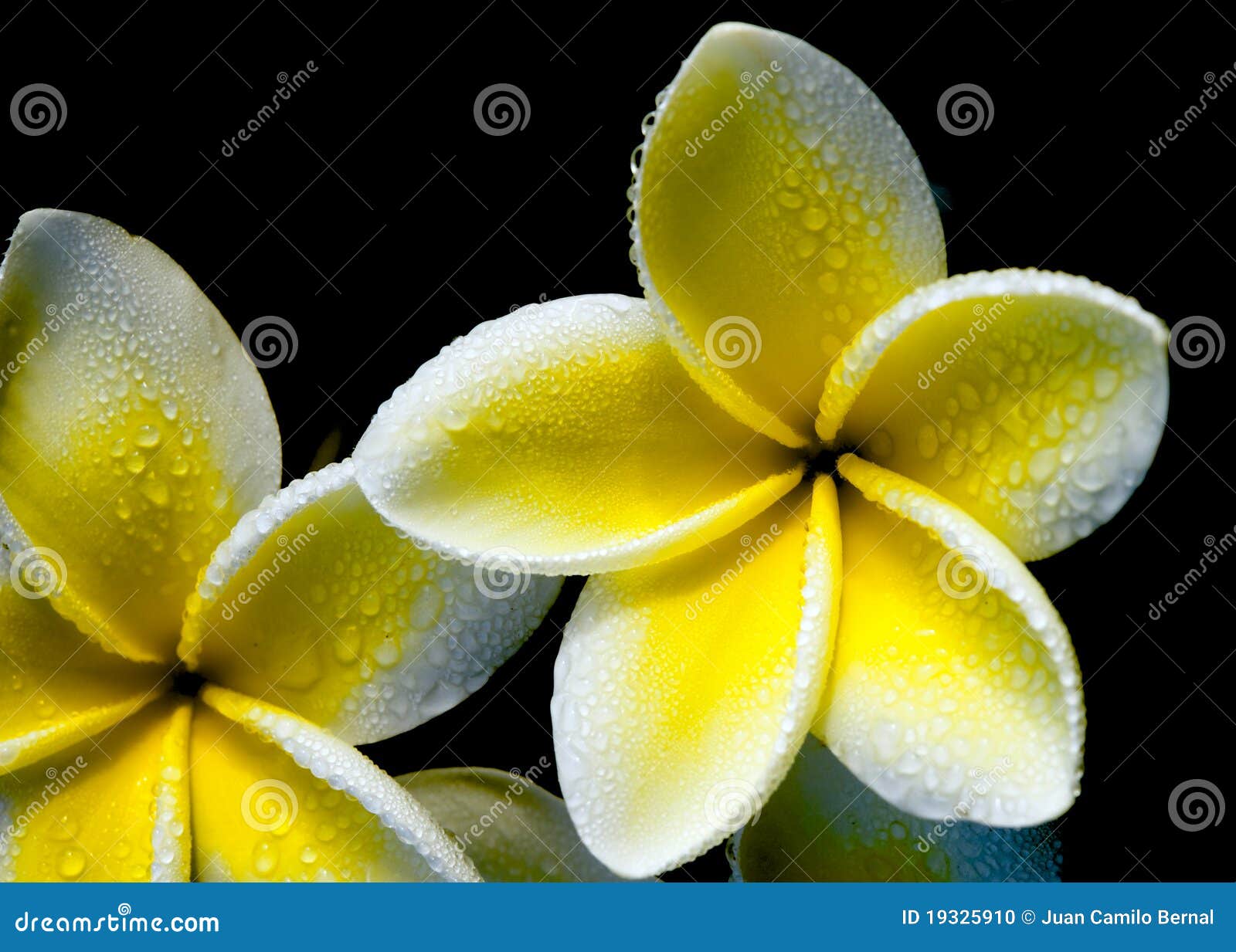 Flor Hawaiana Foto de archivo - Imagen: 19325910