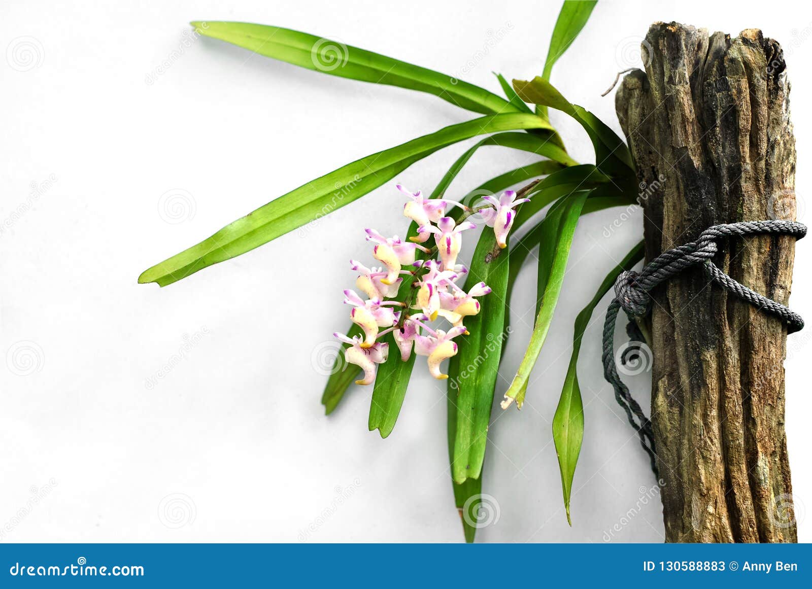 Flor Hermosa De La Orquídea Con De Madera Viejo En Blanco Imagen de archivo  - Imagen de delicado, planta: 130588883