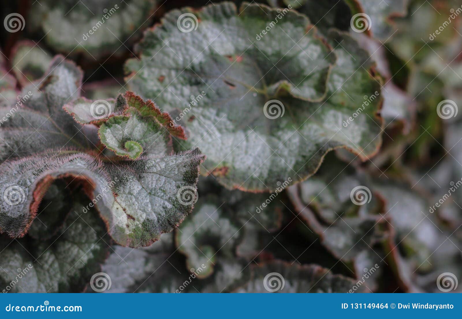 Flor Hermosa Del Caracol De La Begonia Foto de archivo - Imagen de belleza,  paisaje: 131149464