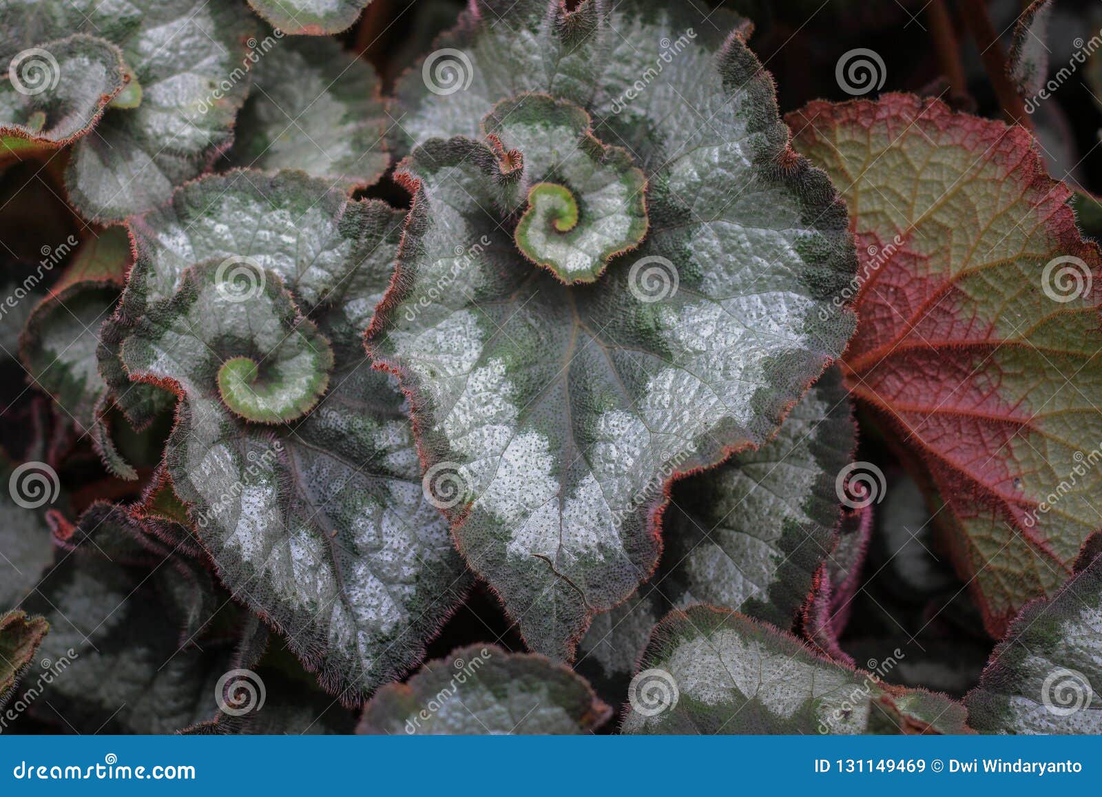 Flor Hermosa Del Caracol De La Begonia Imagen de archivo - Imagen de ocio,  verde: 131149469