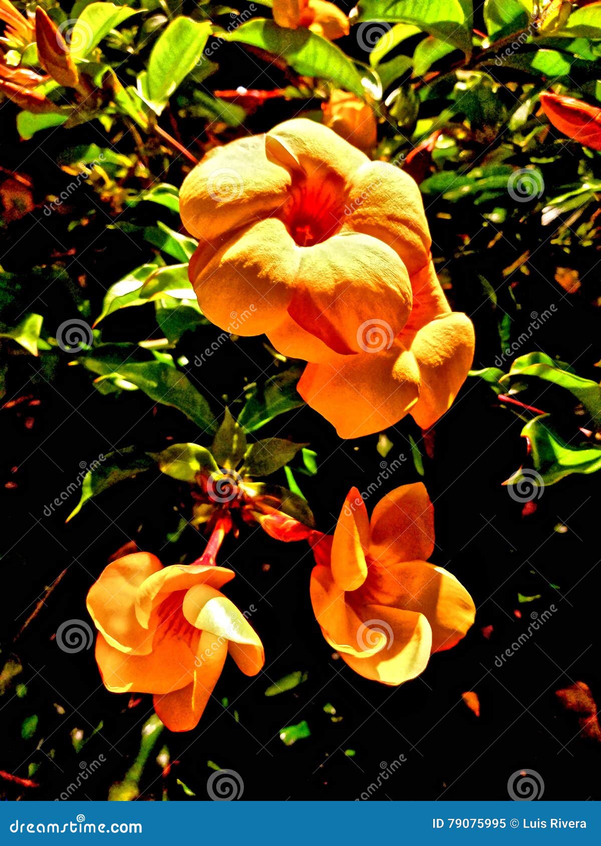 Flor hermosa en la noche imagen de archivo. Imagen de noche - 79075995 Flor hermosa en la noche imagen de archivo. Imagen de noche - 79075995
