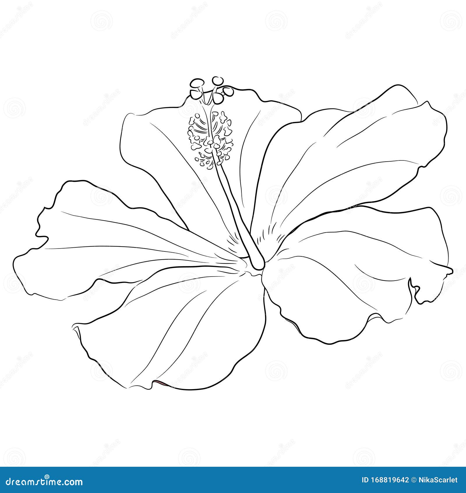 Flor hibiscus ilustración del vector. Ilustración de mano - 168819642 Flor hibiscus ilustración del vector. Ilustración de mano - 168819642