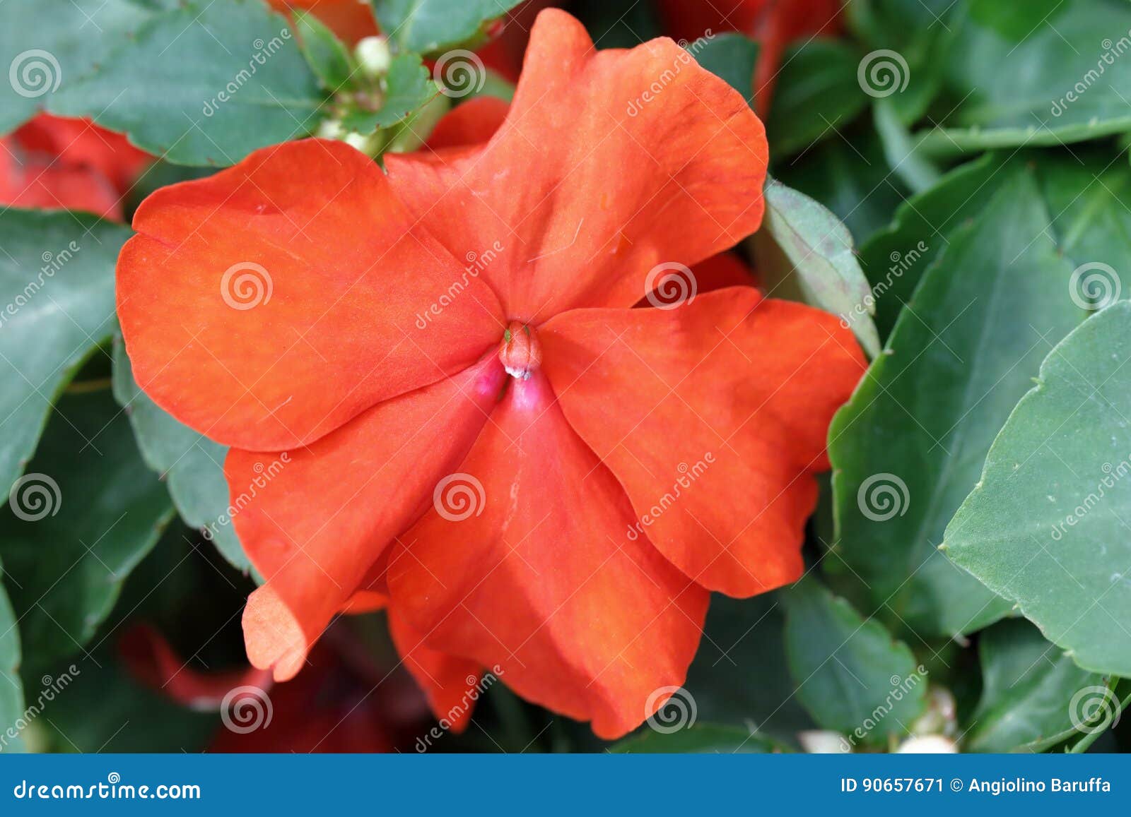 Flor Impatiens de Carolina imagen de archivo. Imagen de impatizantes - 90657671 Flor Impatiens de Carolina imagen de archivo. Imagen de impatizantes - 90657671