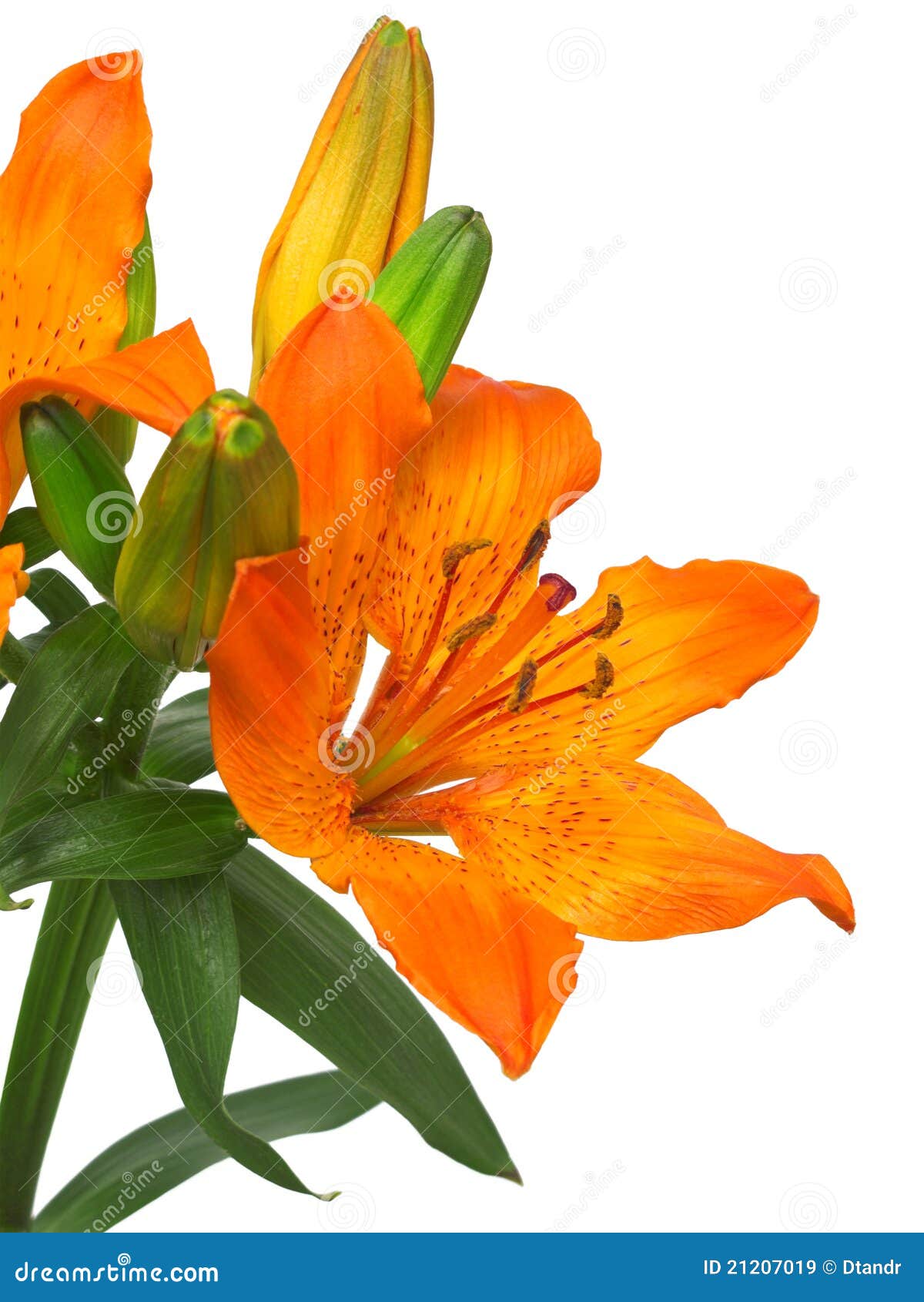 666 Flor Imperial De Corona Fritillaria Fotos de stock - Fotos libres de regalías de Dreamstime 666 Flor Imperial De Corona Fritillaria Fotos de stock - Fotos libres de regalías de Dreamstime