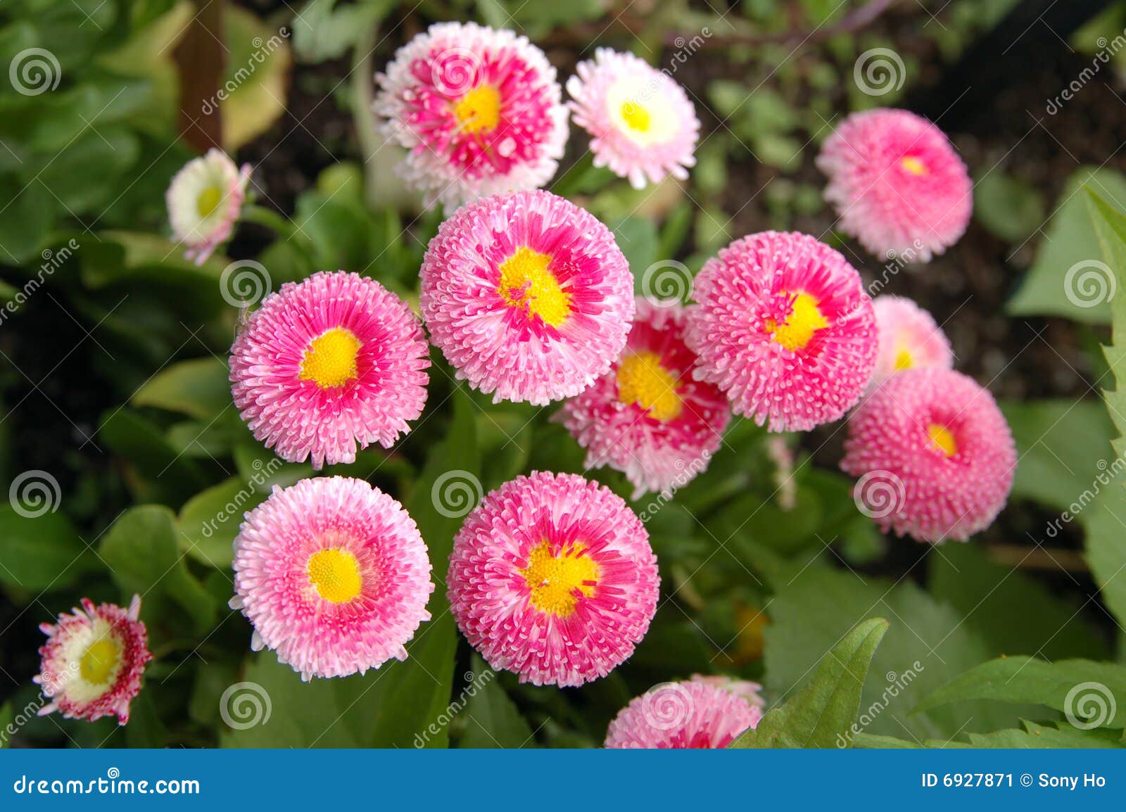 Flor Inglesa De La Margarita Imagen de archivo Imagen de elegante