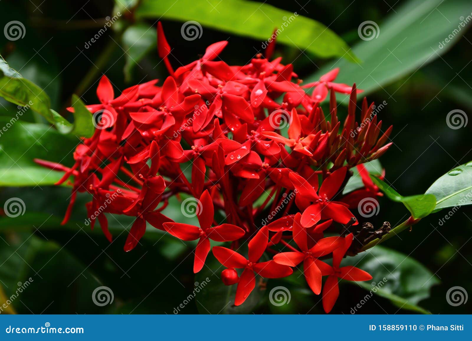 Flor Ixora Flor De Espinho Vermelho Rei Ixora Florescendo Ixora Chinensis  Flor Rubiaceae Flor Ixora Coccinea No Jardim Foto de Stock - Imagem de  perfumado, gerânio: 158859110