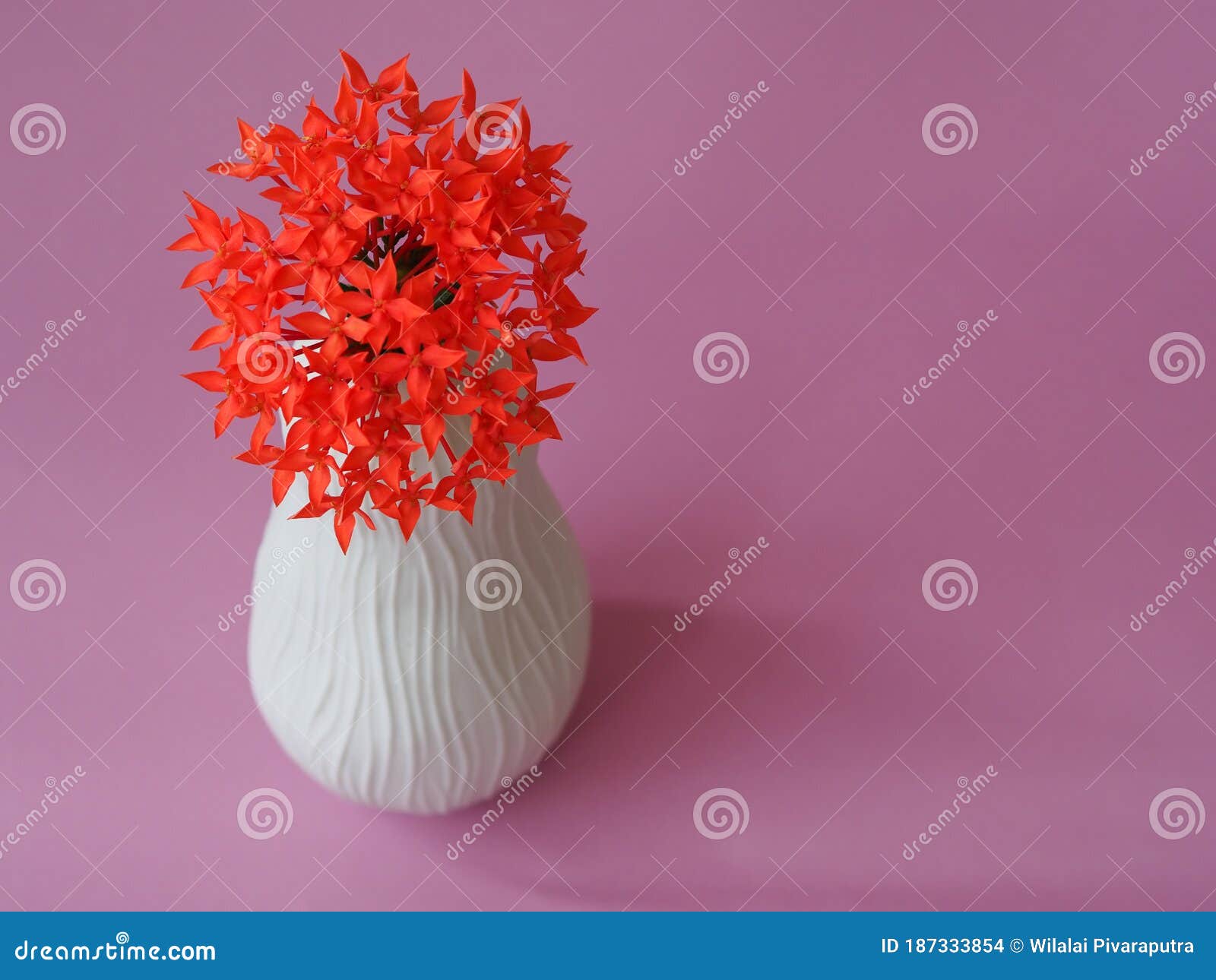 Flor Ixora No Vaso Em Fundo Rosa. Foto de Stock - Imagem de planta, folha:  187333854