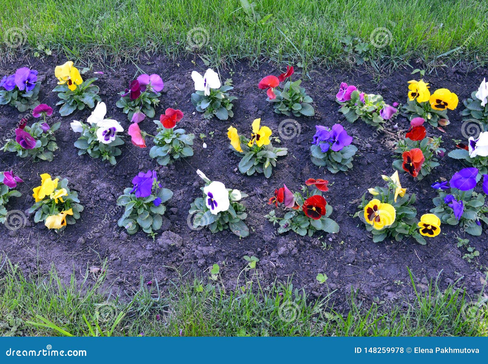 Flor, Jardim, Flores, Natureza, Campo, Mola, Verão, Planta, Rosa, Verde,  Prado, Grama, Cosmos, Flor, Roxo, Flora, Colorfu Foto de Stock - Imagem de  câmara, cimento: 148259978