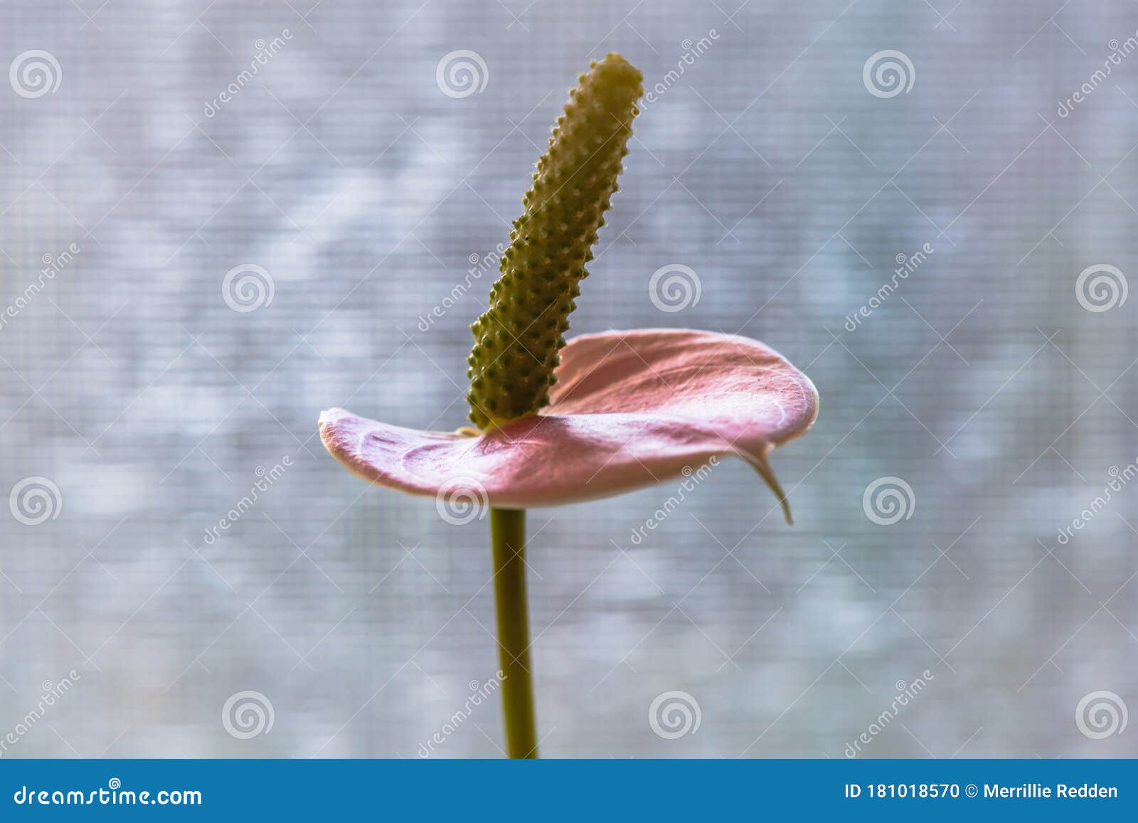 Flor Lírio De Paz Rosa Anthurium Foto de Stock - Imagem de usina, texturas:  181018570