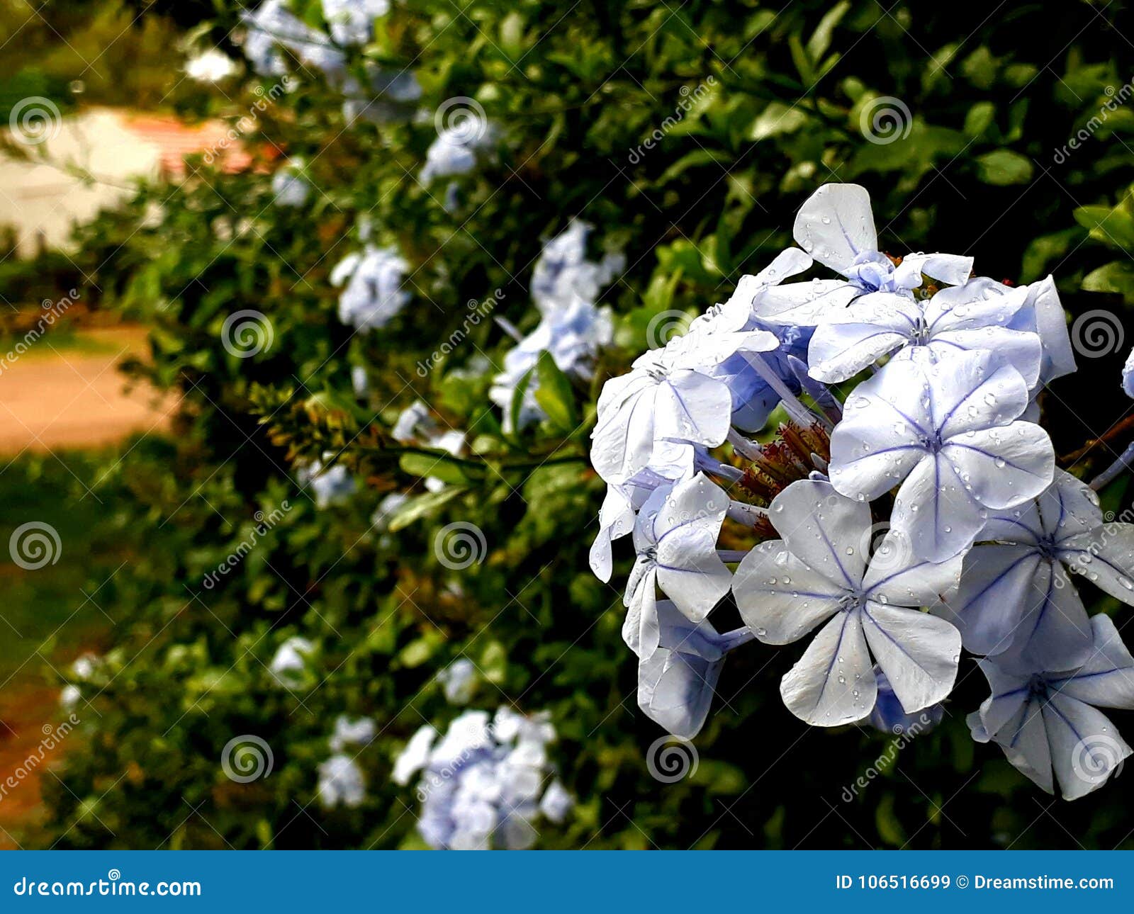 flor lila desenfocada hd