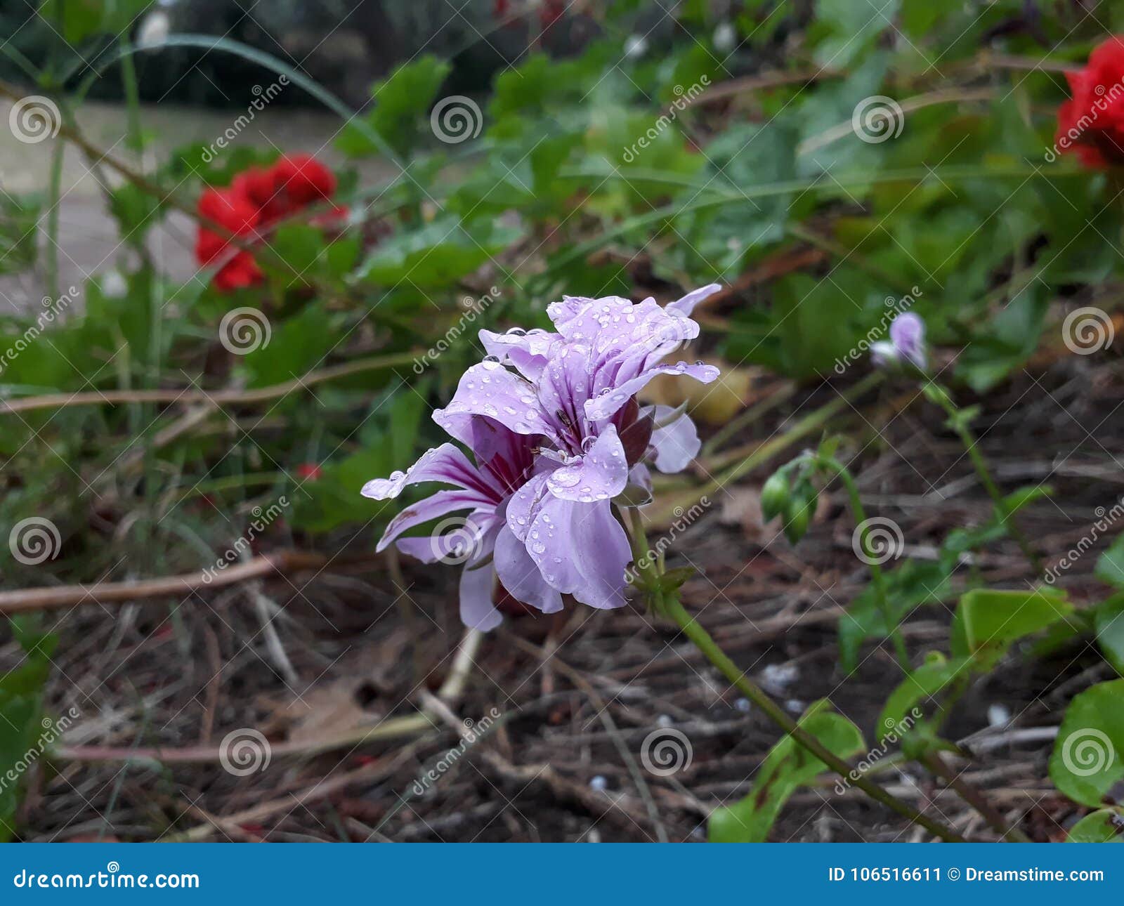 flor lila lilac flower