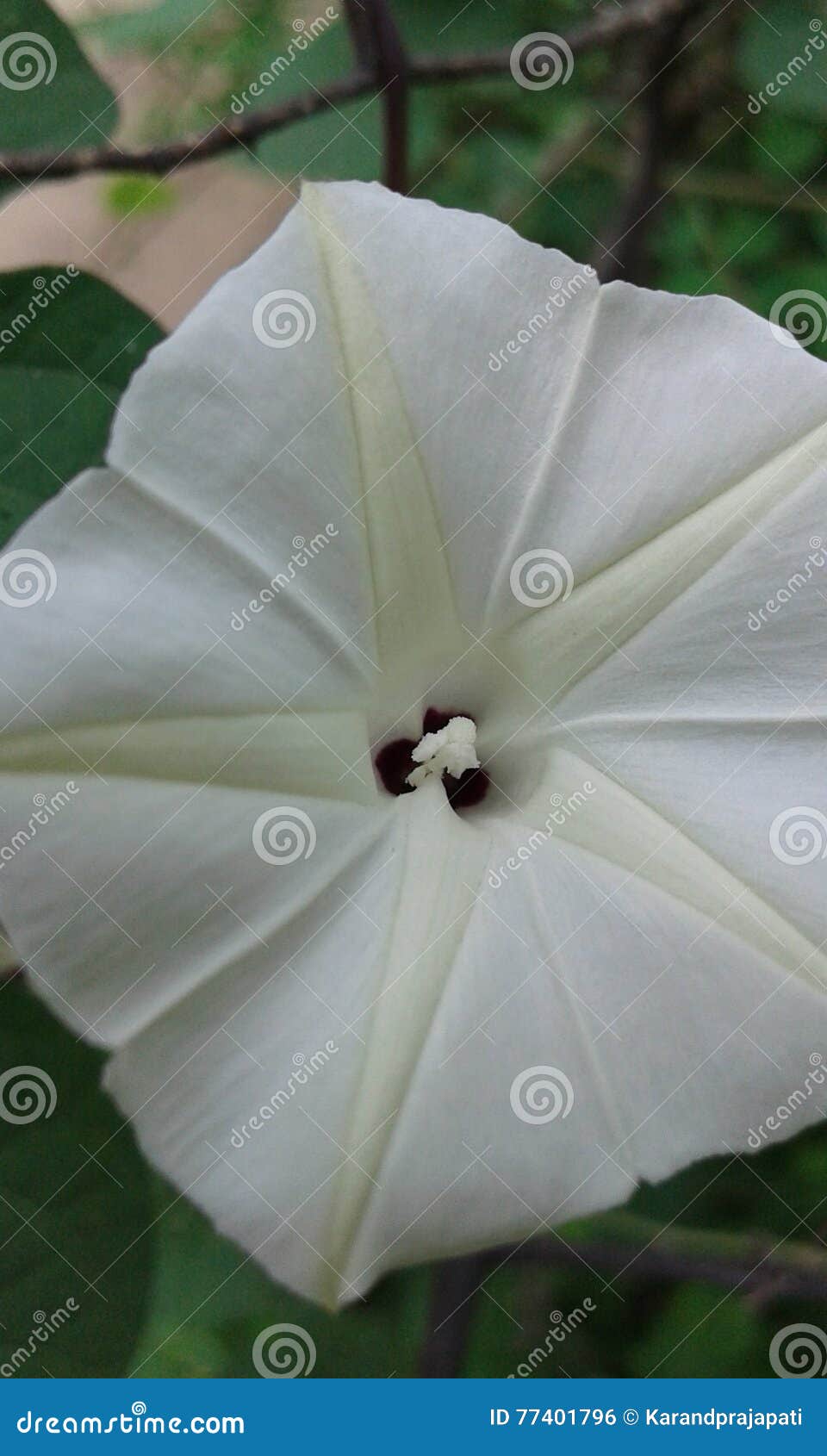 Flor Limpa Da Estrela Branca Foto de Stock - Imagem de retrato, limpo:  77401796