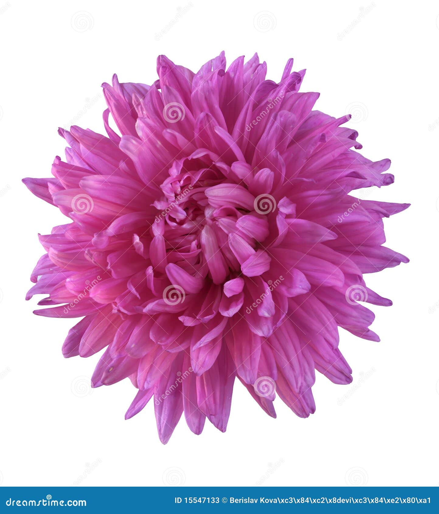 Flor magenta imagen de archivo. Imagen de planta, flora - 15547133