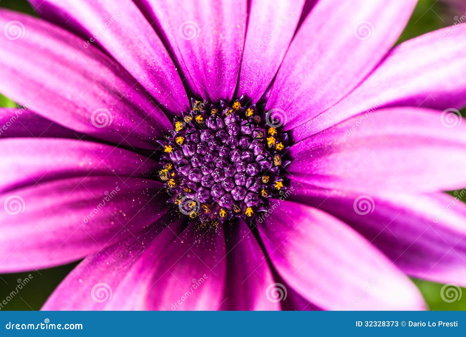 Flor magenta imagen de archivo. Imagen de aster, color - 32328373