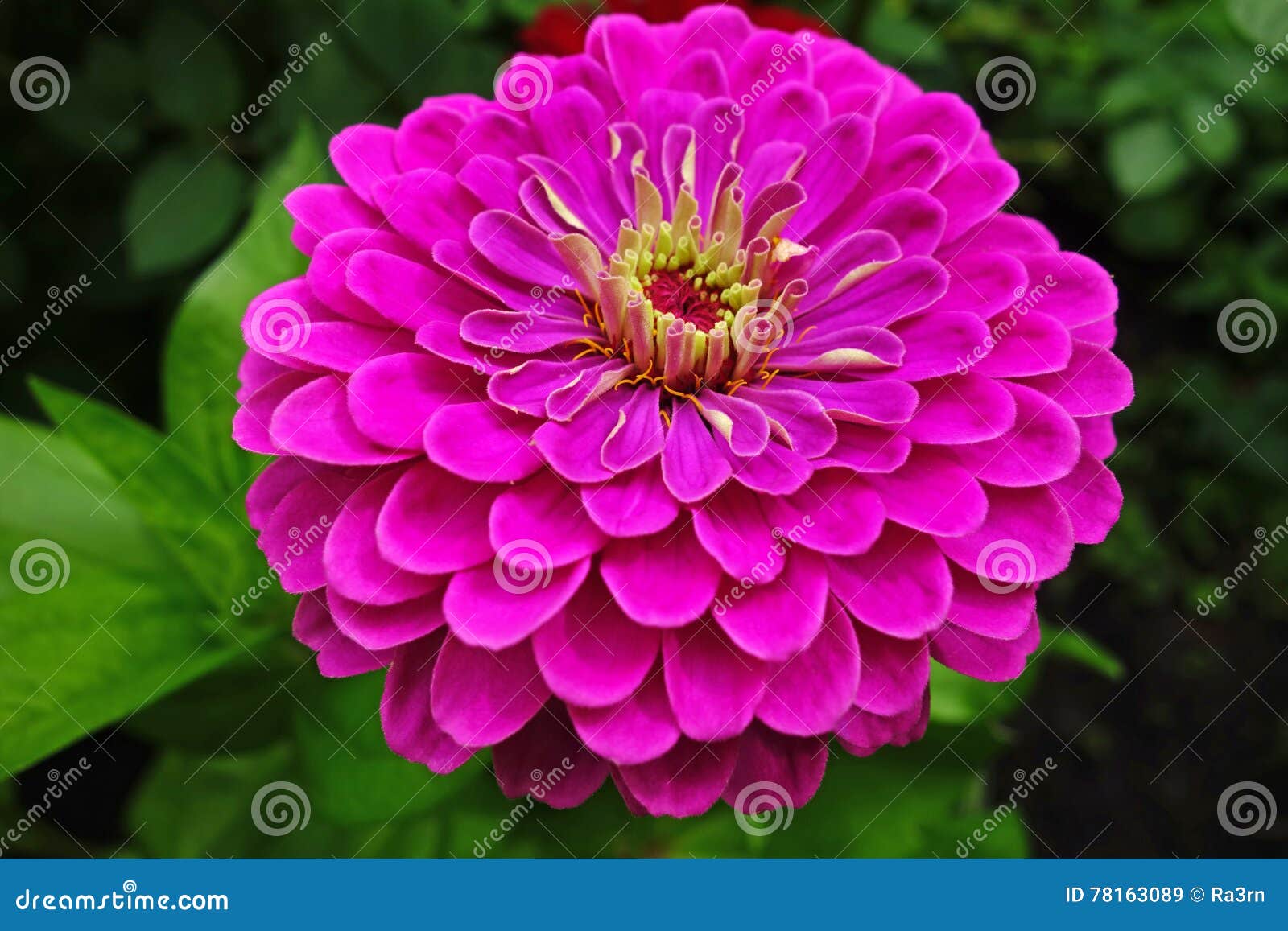 Flor magenta del gerbera imagen de archivo. Imagen de cierre - 78163089