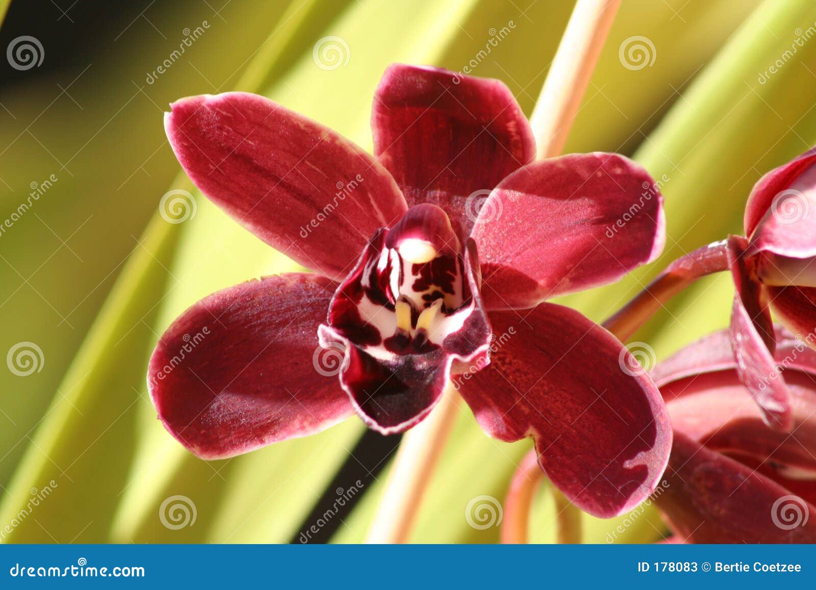 Flor marrom da orquídea imagem de stock. Imagem de borgonha - 178083