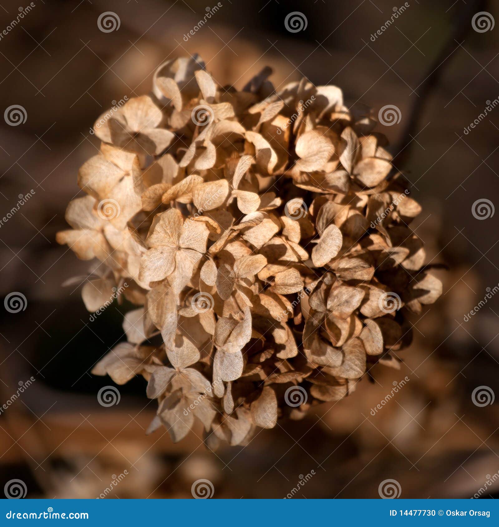 Flor marrom seca foto de stock. Imagem de flores, flor - 14477730