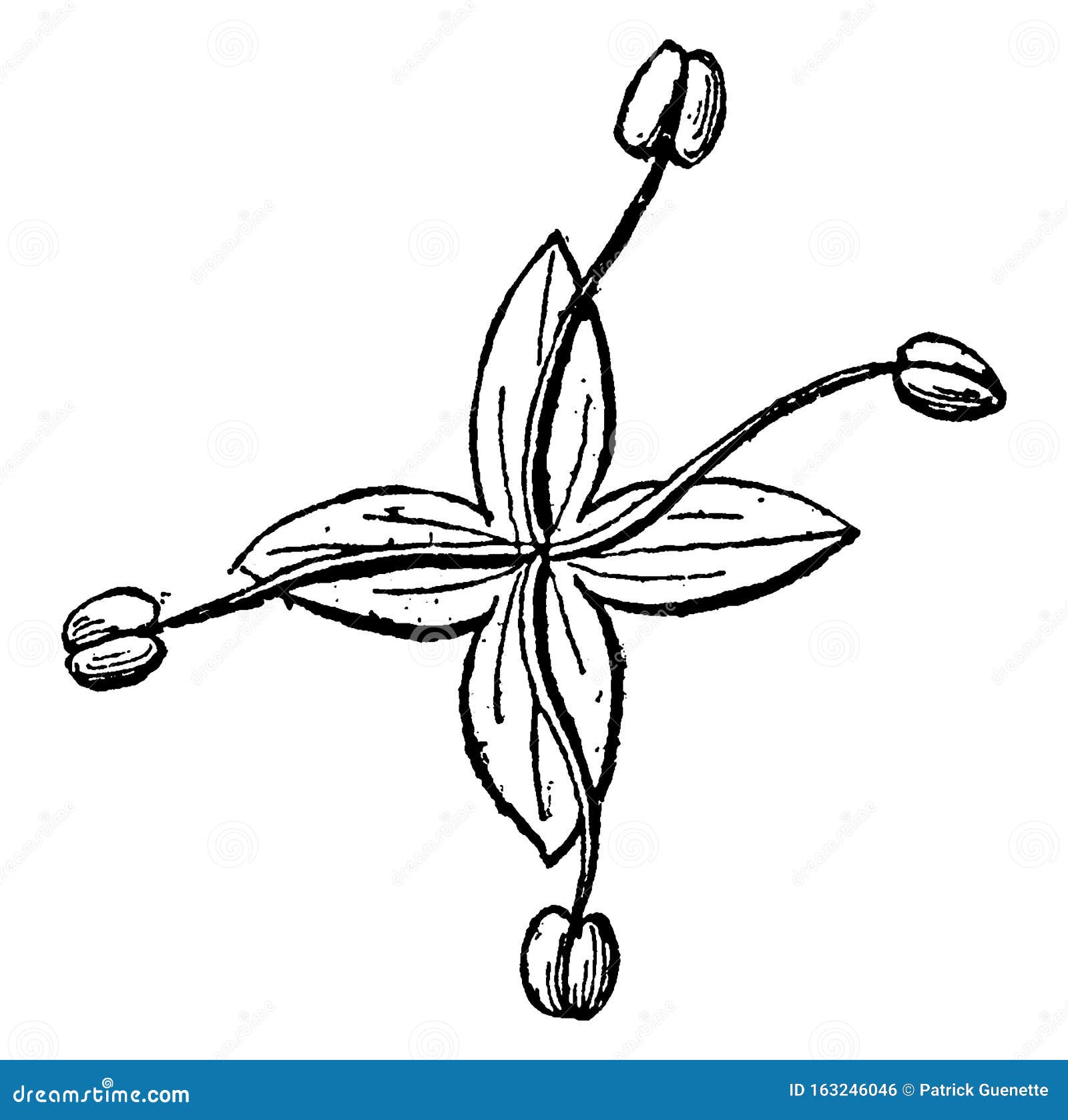 Flor Masculina De La Ilustración Cosagenaranja Vintage Ilustración del Vector - Ilustración de blanco, flor: 163246046 Flor Masculina De La Ilustración Cosagenaranja Vintage Ilustración del Vector - Ilustración de blanco, flor: 163246046