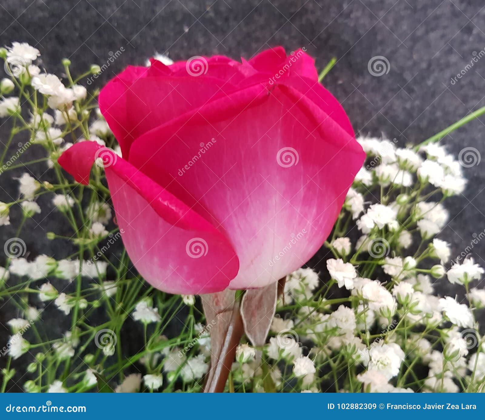 Flor Mexicana De La Rosa Del Rosa Imagen de archivo - Imagen de amor, floral: 102882309 Flor Mexicana De La Rosa Del Rosa Imagen de archivo - Imagen de amor, floral: 102882309