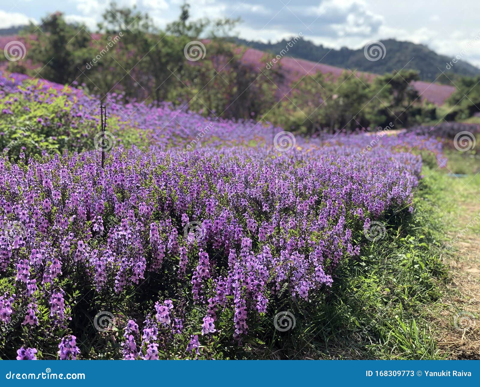 Flor Morada Como Campo De Lavanda En La Montaña Imagen de archivo - Imagen de campo, fondo: 168309773 Flor Morada Como Campo De Lavanda En La Montaña Imagen de archivo - Imagen de campo, fondo: 168309773