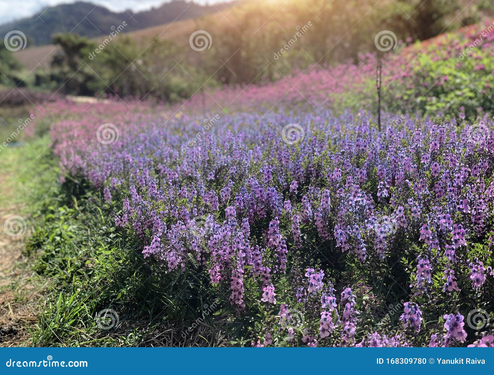 Flor Morada Como Campo De Lavanda En La Montaña Foto de archivo - Imagen de escénico, colorido: 168309780 Flor Morada Como Campo De Lavanda En La Montaña Foto de archivo - Imagen de escénico, colorido: 168309780