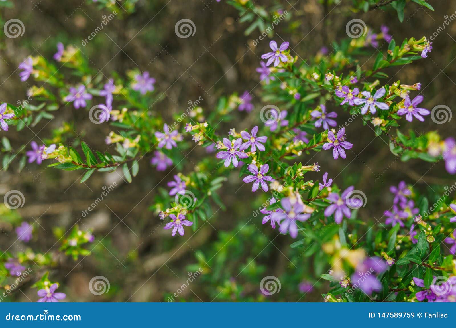 Flor morada de Cufhea imagen de archivo. Imagen de cubo - 147589759