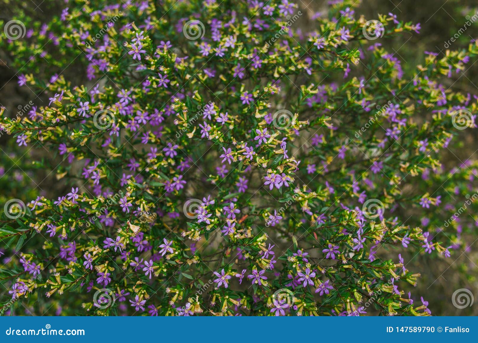 Flor morada de Cufhea foto de archivo. Imagen de flores - 147589790