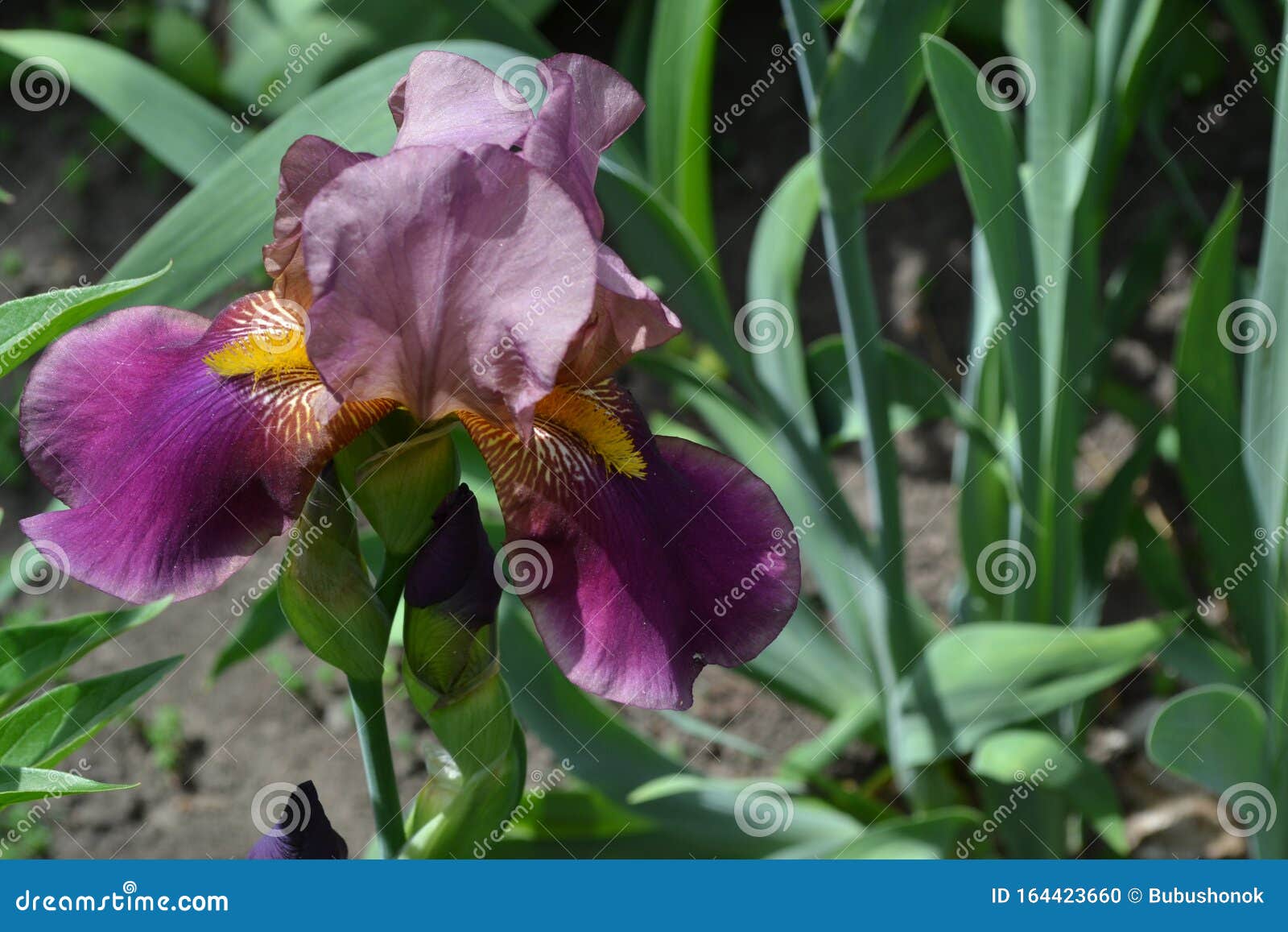 Flor Morada De Lujo Iris Planta Rizomatosa Perenne De La Familia Iris Foto  de archivo - Imagen de azul, fondo: 164423660