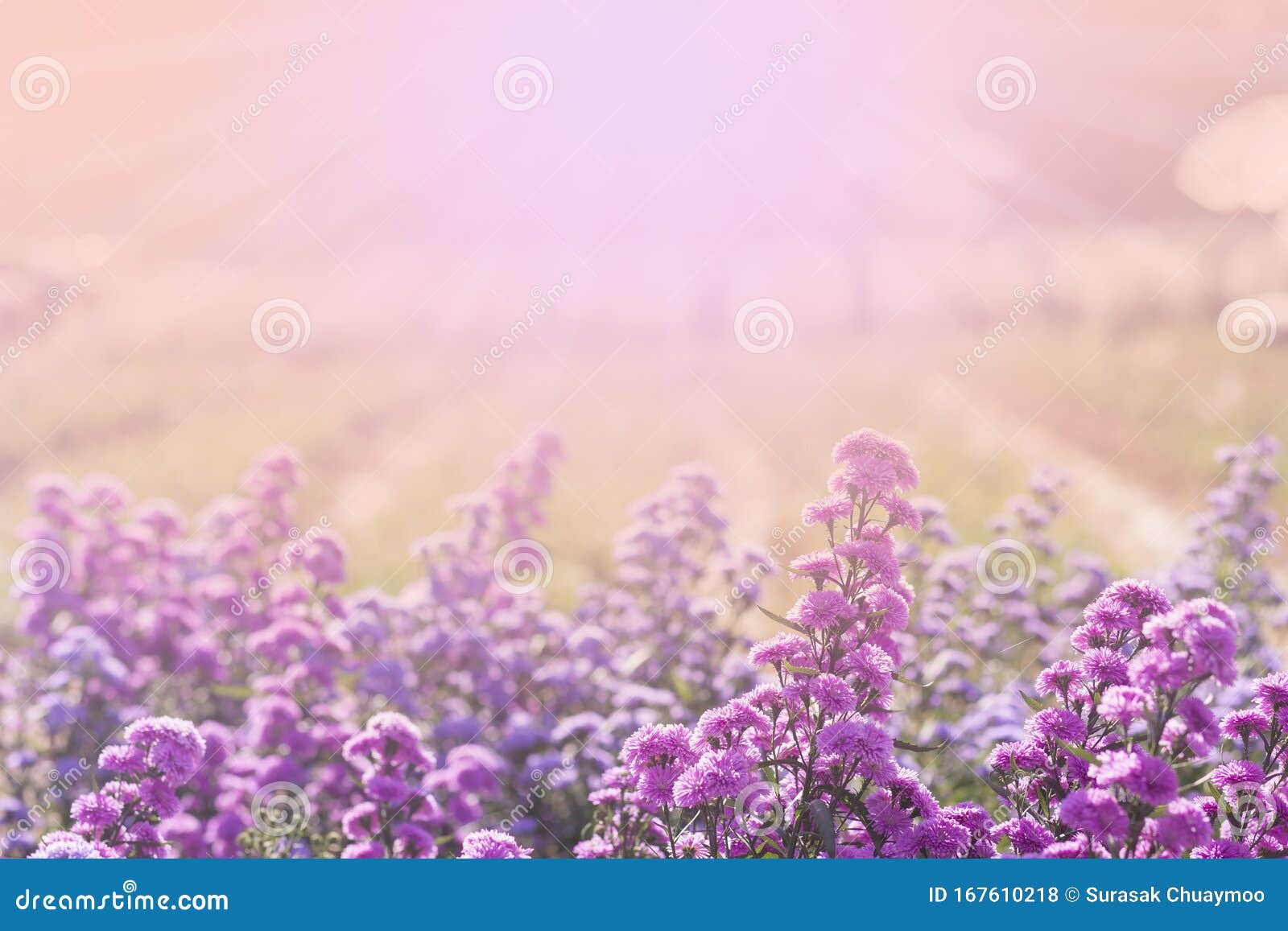 Flor morada en el campo foto de archivo. Imagen de flor - 167610218 Flor morada en el campo foto de archivo. Imagen de flor - 167610218
