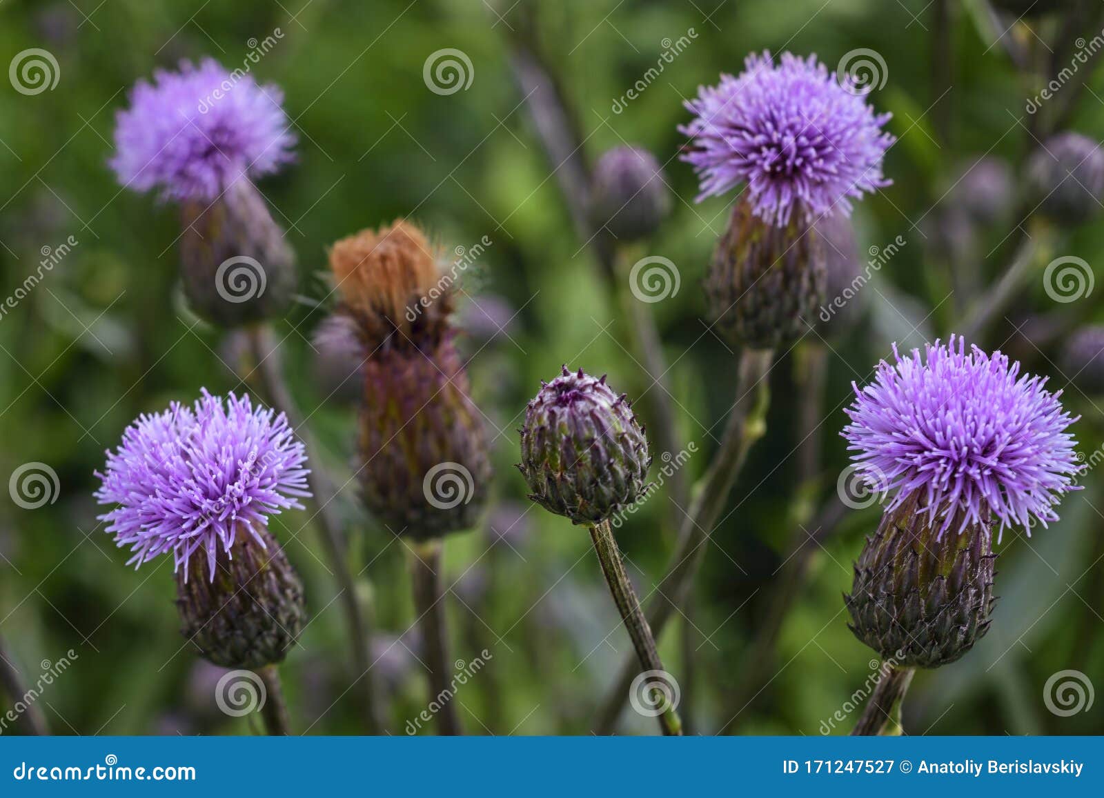 Flor Morada Espesa, Capullos Verdes Y Hojas En Un Jardín Herbolario Embellecedor De Plantas Medicinales Imagen de archivo - Imagen de espinoso, sostenido: 171247527 Flor Morada Espesa, Capullos Verdes Y Hojas En Un Jardín Herbolario Embellecedor De Plantas Medicinales Imagen de archivo - Imagen de espinoso, sostenido: 171247527