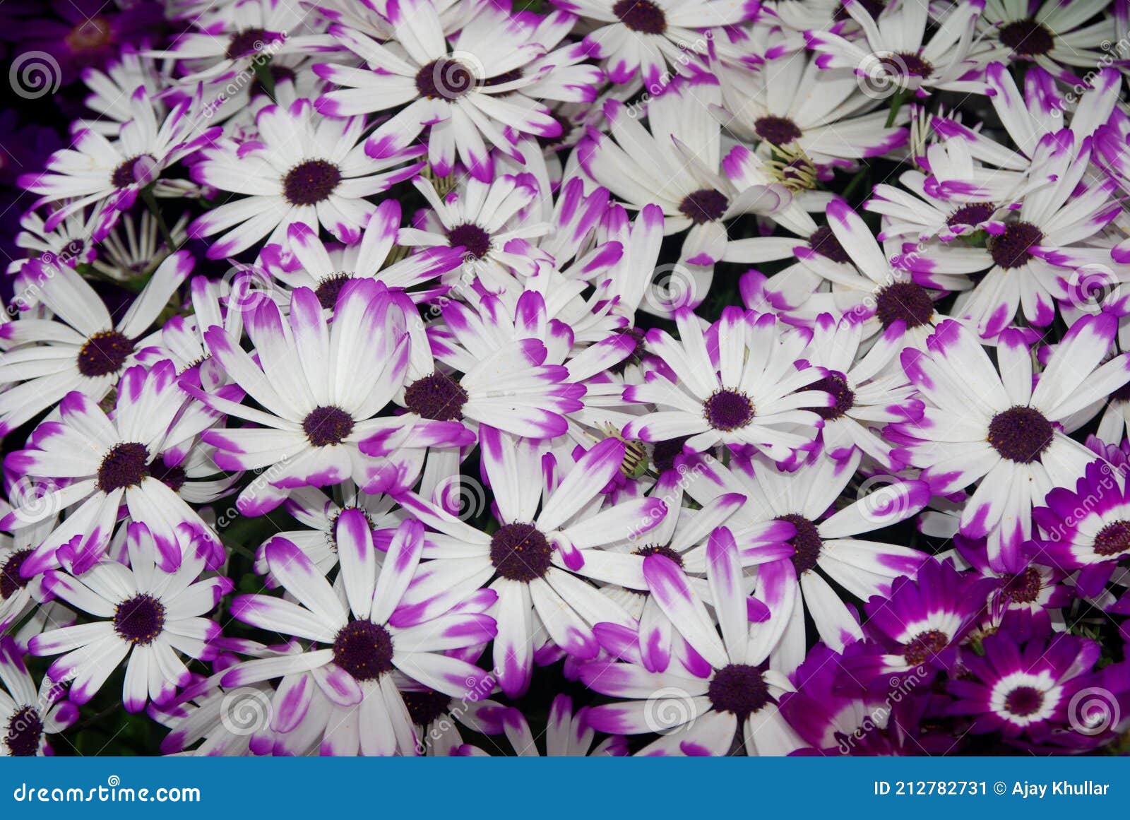 Flor Morada Y Blanca En El Jardín Imagen de archivo - Imagen de india,  flores: 212782731