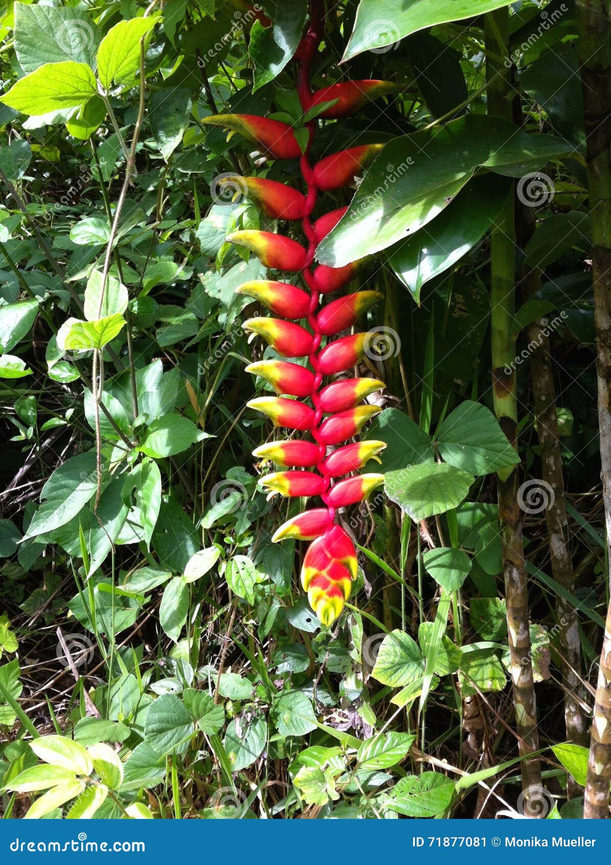 Flor Na Floresta úmida Do Peru Imagem de Stock - Imagem de grande, calor:  71877081, image size:1195x1690