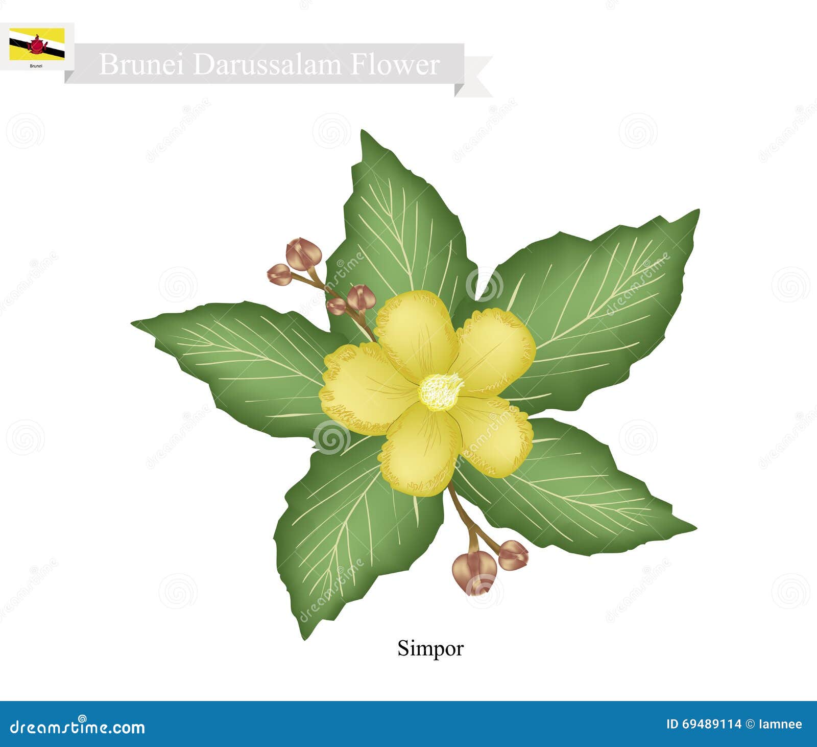 Flor Nacional De Brunei Darussalam, Flores De Simpor Ilustración del Vector  - Ilustración de favorito, famoso: 69489114