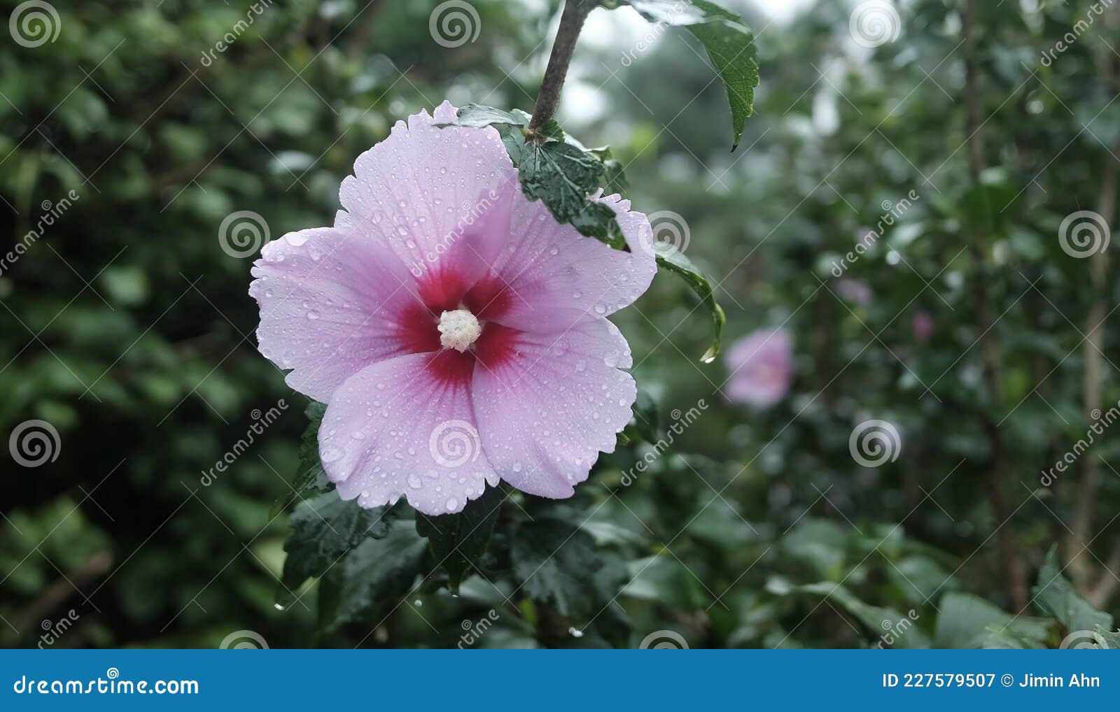 Flor Nacional De Mugunghwa Corea Imagen de archivo - Imagen de flor, polen: 227579507 Flor Nacional De Mugunghwa Corea Imagen de archivo - Imagen de flor, polen: 227579507