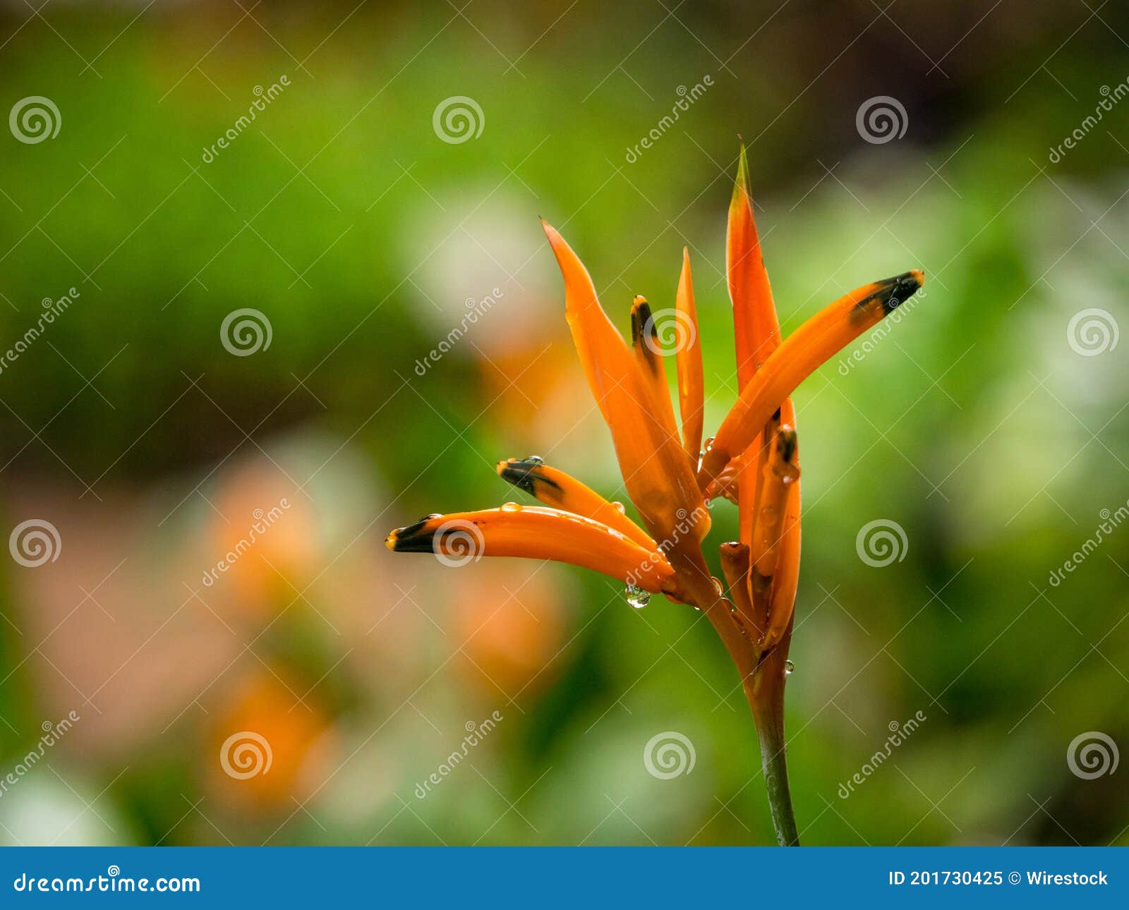 Flor Naranja Conocida Como Loros Flower's Del Periquito Del Pico De Los Loros Imagen de archivo - Imagen de hermoso, pistitas: 201730425 Flor Naranja Conocida Como Loros Flower's Del Periquito Del Pico De Los Loros Imagen de archivo - Imagen de hermoso, pistitas: 201730425