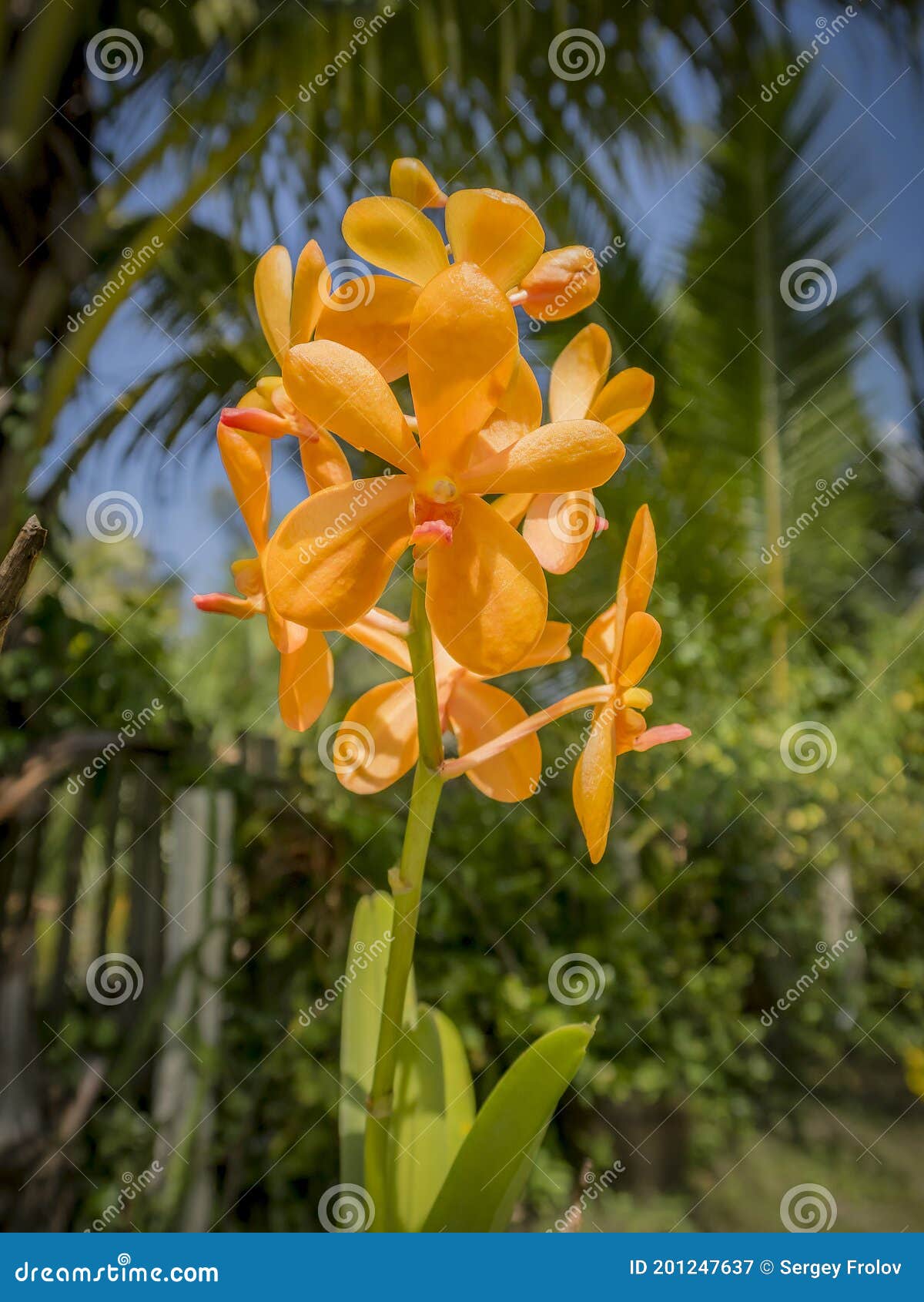 Flor Naranja De Orquídeas En El Trópico De Tailandia Imagen de archivo - Imagen de hoja, travieso: 201247637 Flor Naranja De Orquídeas En El Trópico De Tailandia Imagen de archivo - Imagen de hoja, travieso: 201247637