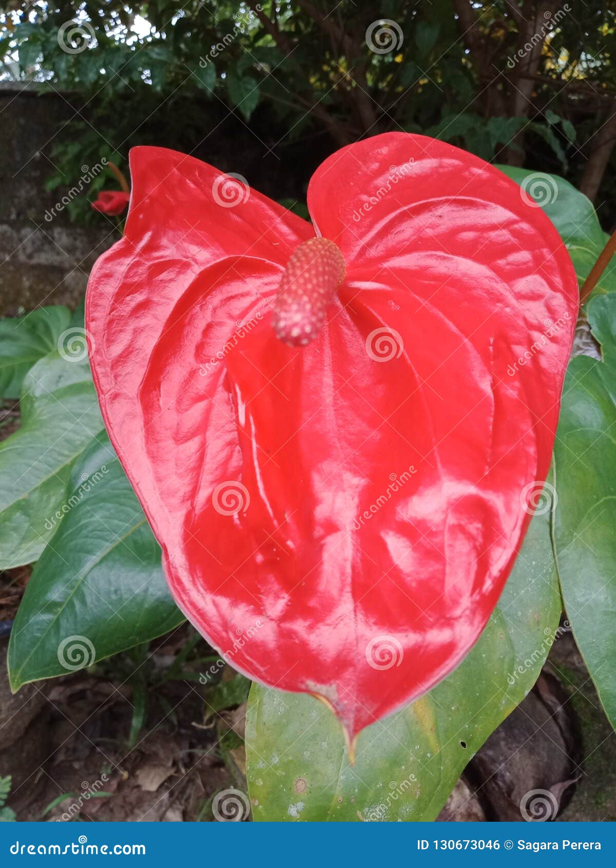 Flor Natural Bonita De Laceleaf Da Cor Vermelha De Sri Lanka Foto de Stock  - Imagem de coluna, bonito: 130673046
