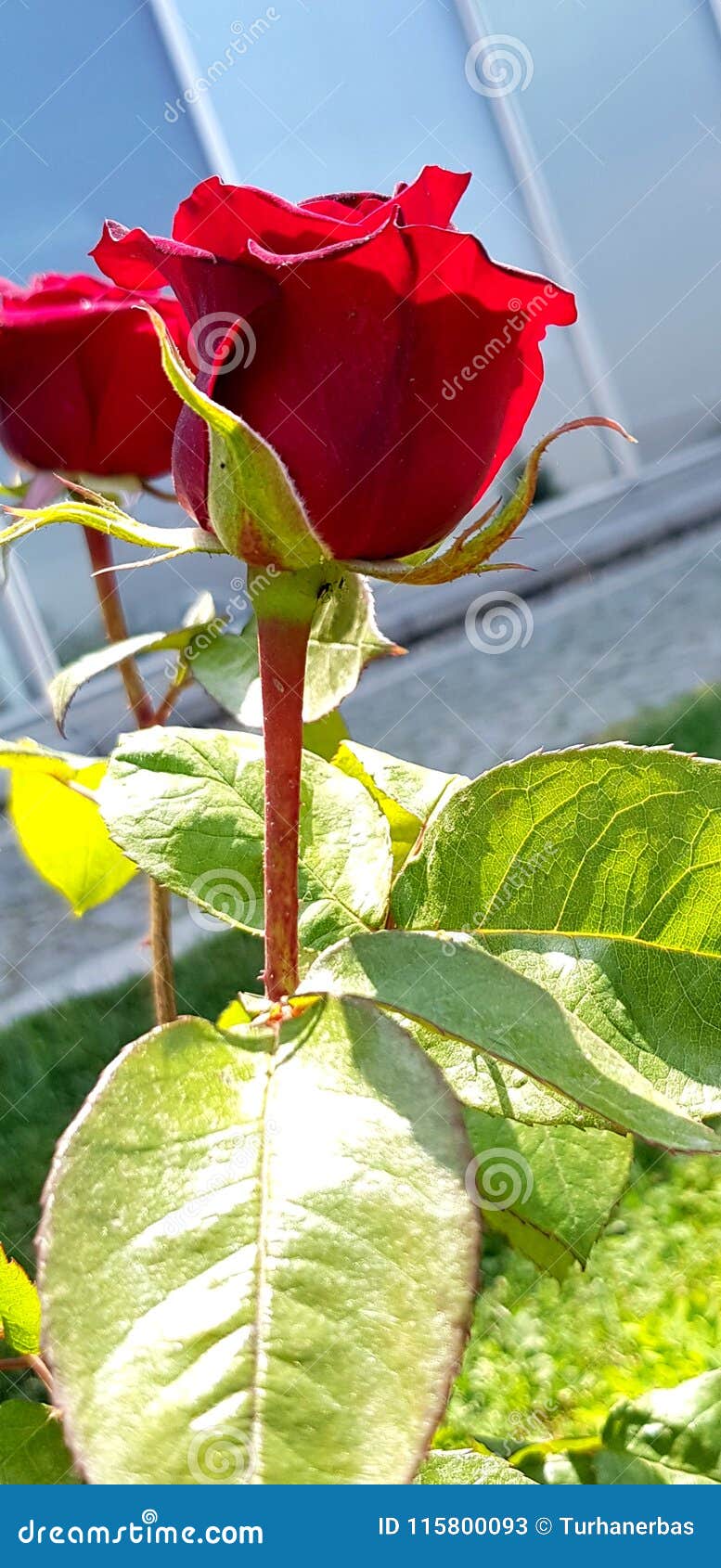 Flor Natural Da Rosa Do Vermelho Imagem de Stock - Imagem de florescer,  campo: 115800093