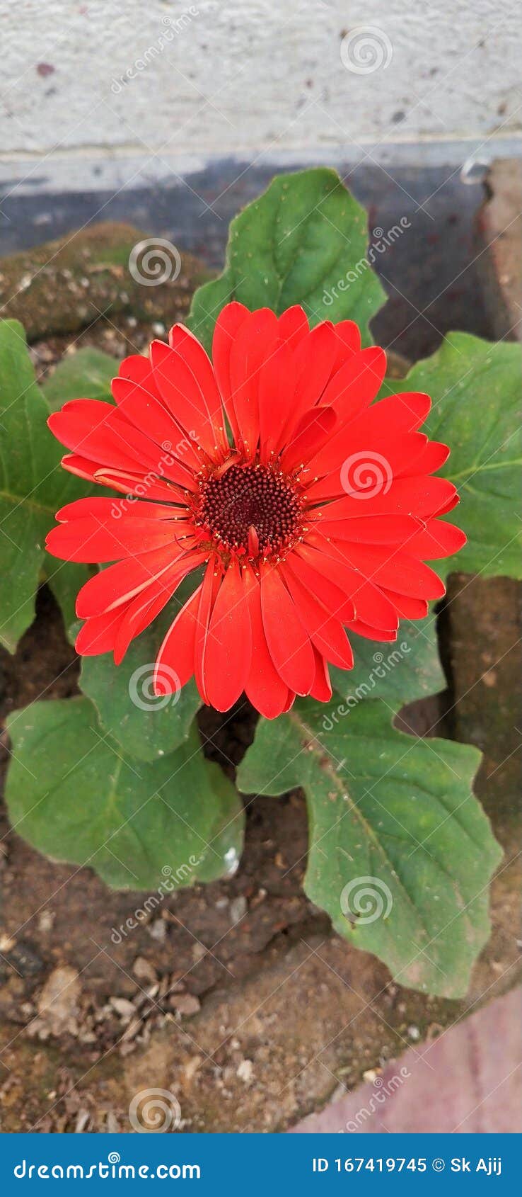 Flor Natural India Gerbera De Color Rojo Imagen de archivo - Imagen de  rojo, color: 167419745